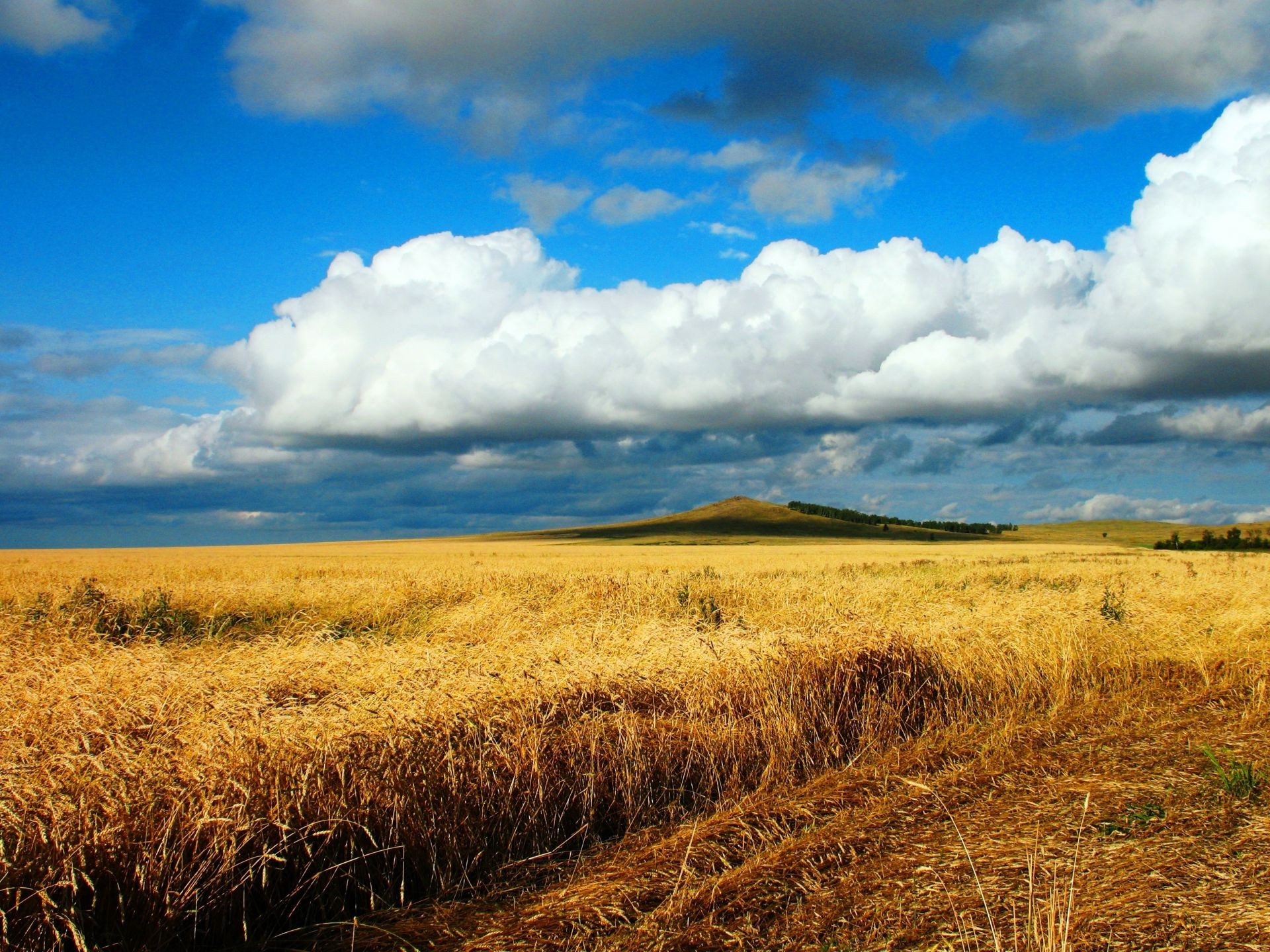 paisaje trigo paisaje rural cereales campo granja agricultura cielo maíz campo cosecha naturaleza pasto oro país sol nube paja buen tiempo