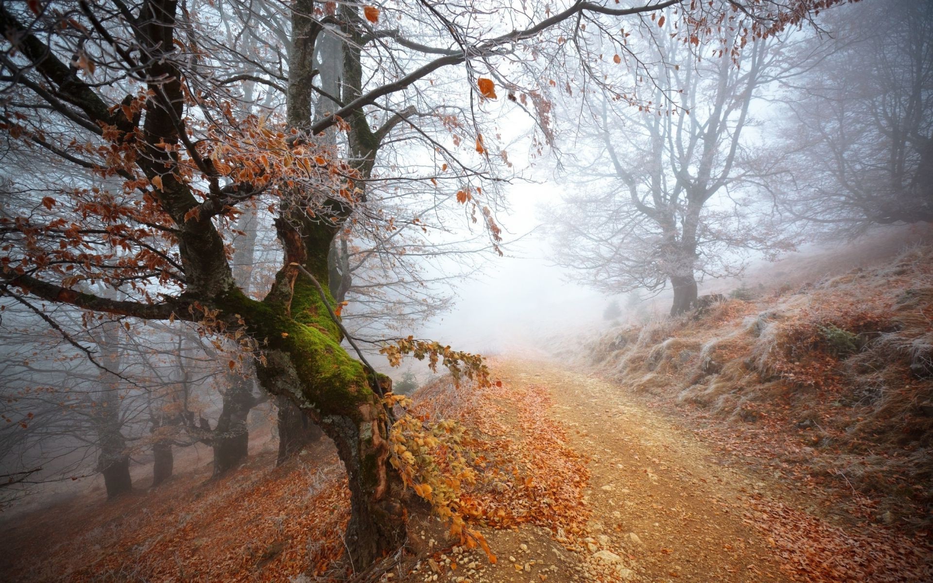 the sunset and sunrise tree fall landscape wood fog winter branch season nature mist park leaf snow dawn cold weather scenic outdoors frost