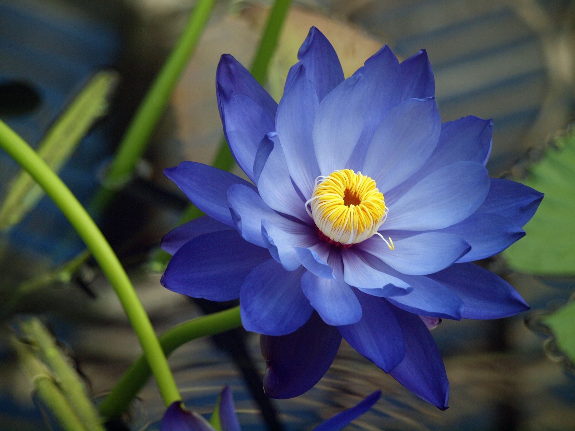 kwiaty kwiat natura flora liść ogród bluming płatek lato basen