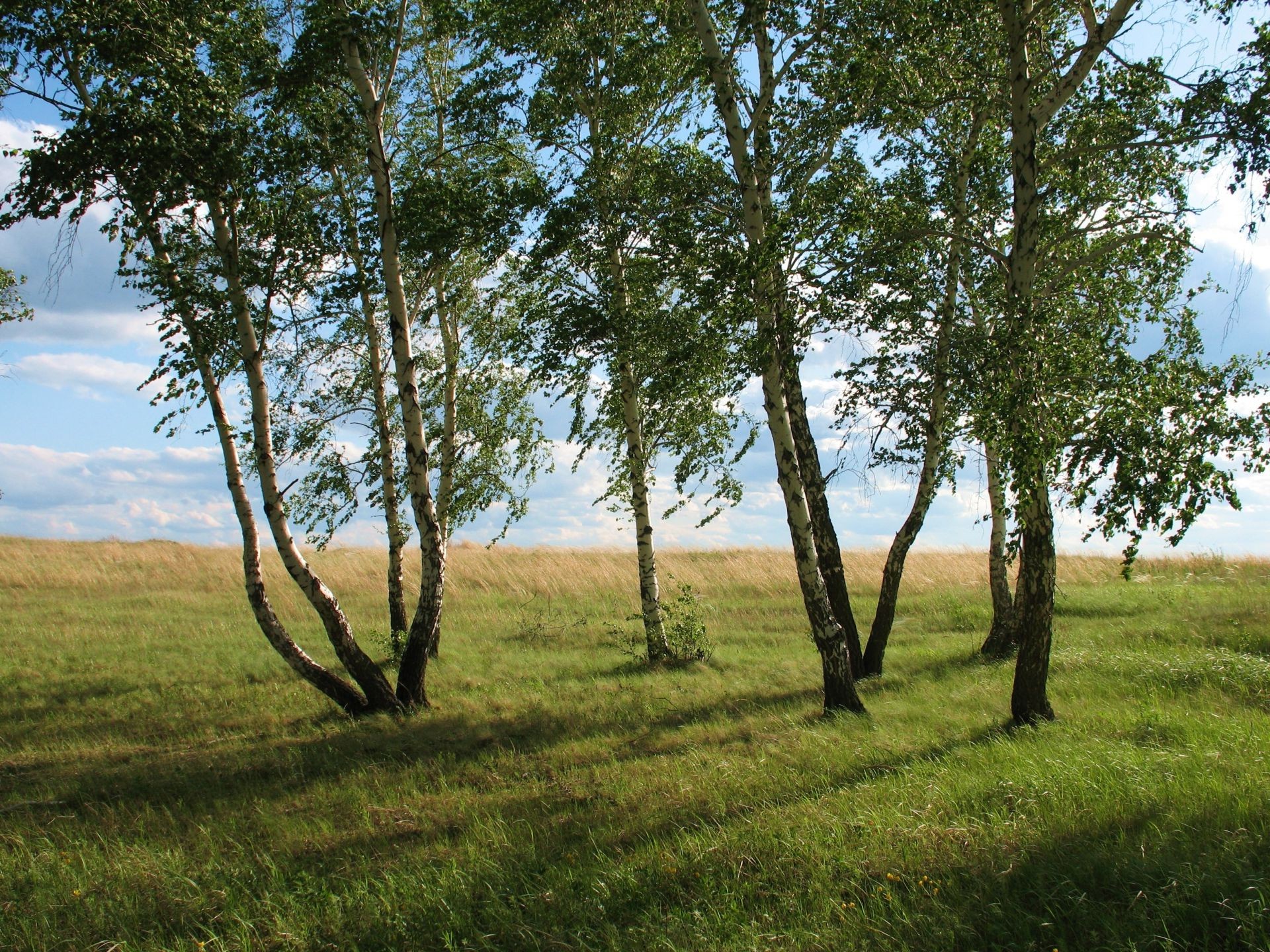 sommer landschaft baum gras natur im freien umwelt heuhaufen holz des ländlichen gutes wetter landschaft sonne tageslicht park blatt flora land üppig