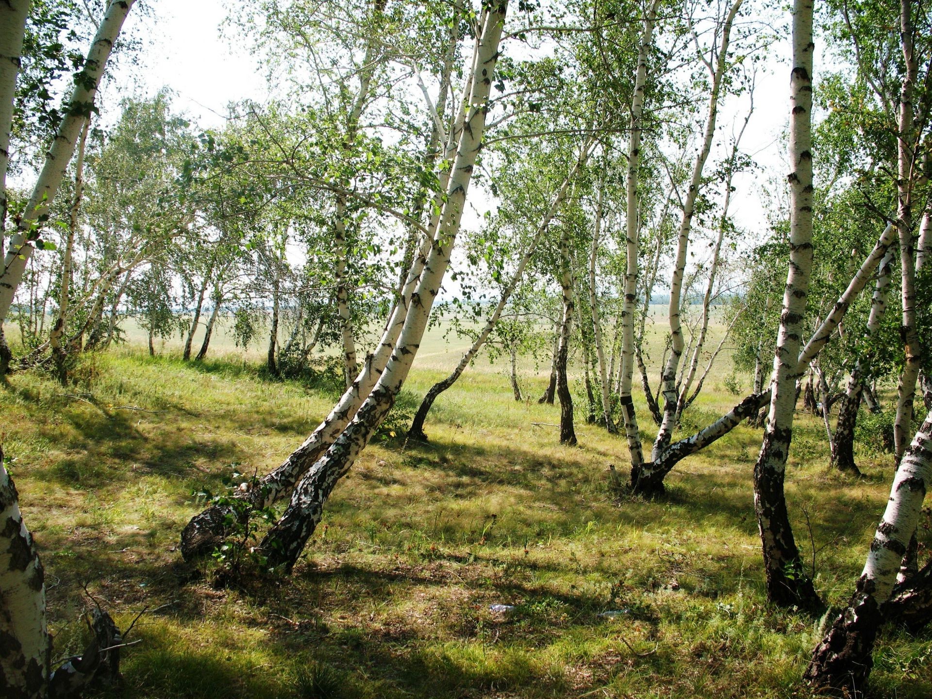 summer wood nature tree landscape leaf environment flora grass branch outdoors rural park growth season fair weather lush trunk country