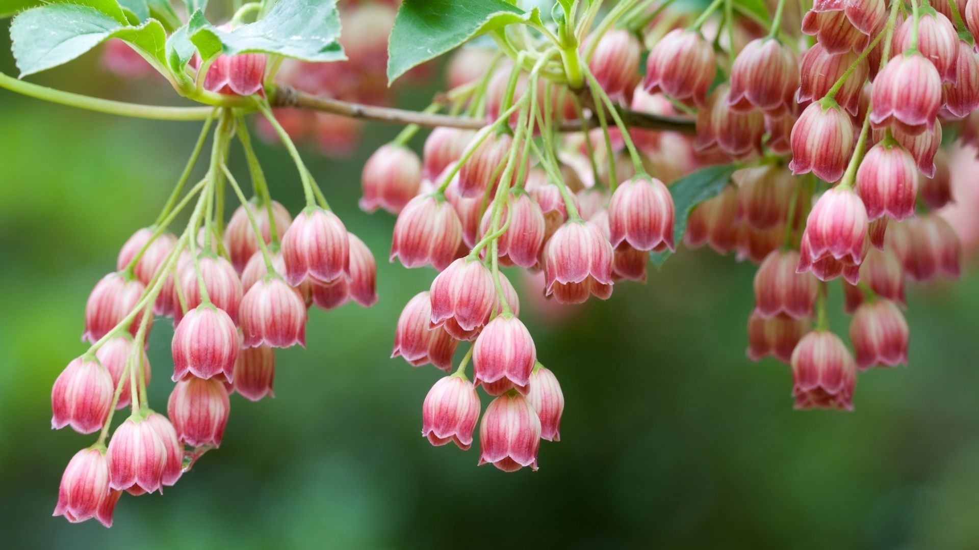 bagas natureza jardim flor ao ar livre flora folha verão close-up brilhante pendurado temporada cor