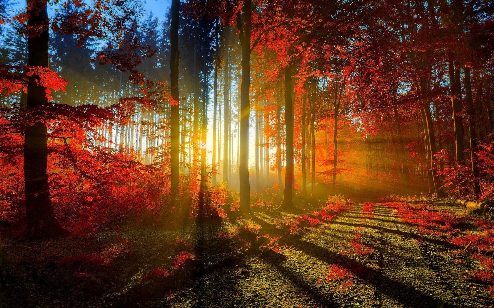 the sunset and sunrise fall leaf tree fog light wood park mist dawn landscape