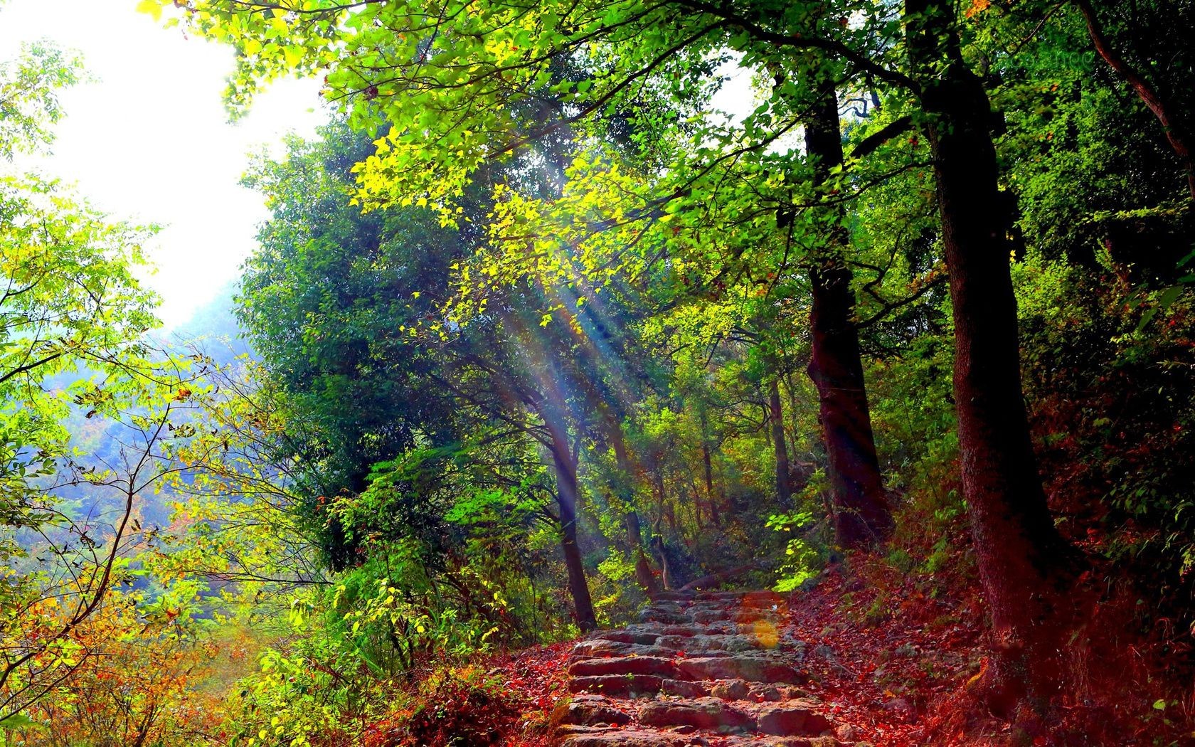 gün batımı ve şafak vakti ahşap yaprak sonbahar ağaç doğa manzara sis park sis sezon yemyeşil doğal çevre sahne şube şafak vakti güzel hava koşulları parlak vahşi