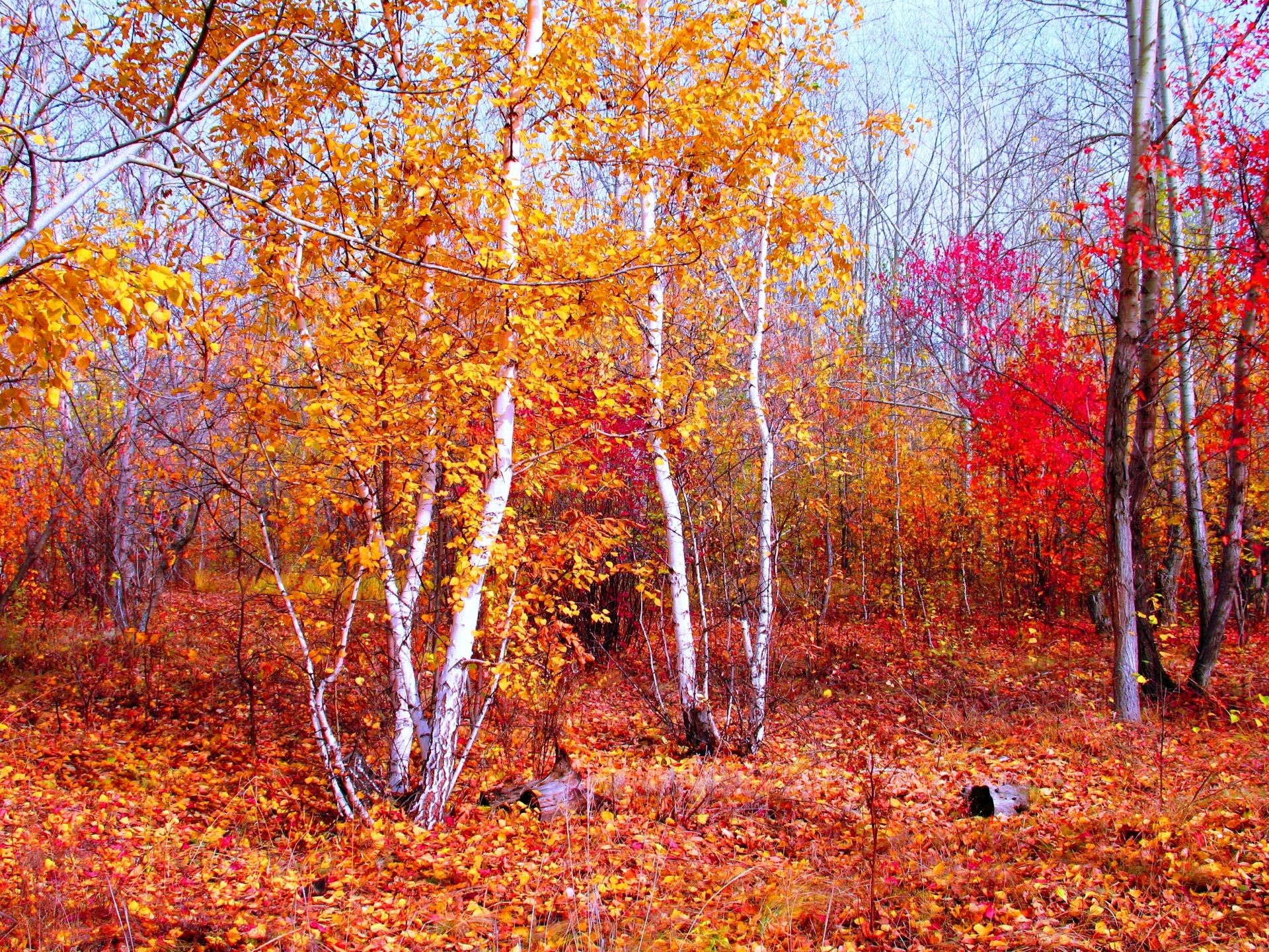 autunno autunno foglia legno stagione albero paesaggio parco ramo natura acero oro scena paesaggio cambiamento bel tempo luminoso sentiero scenico ambiente vicolo