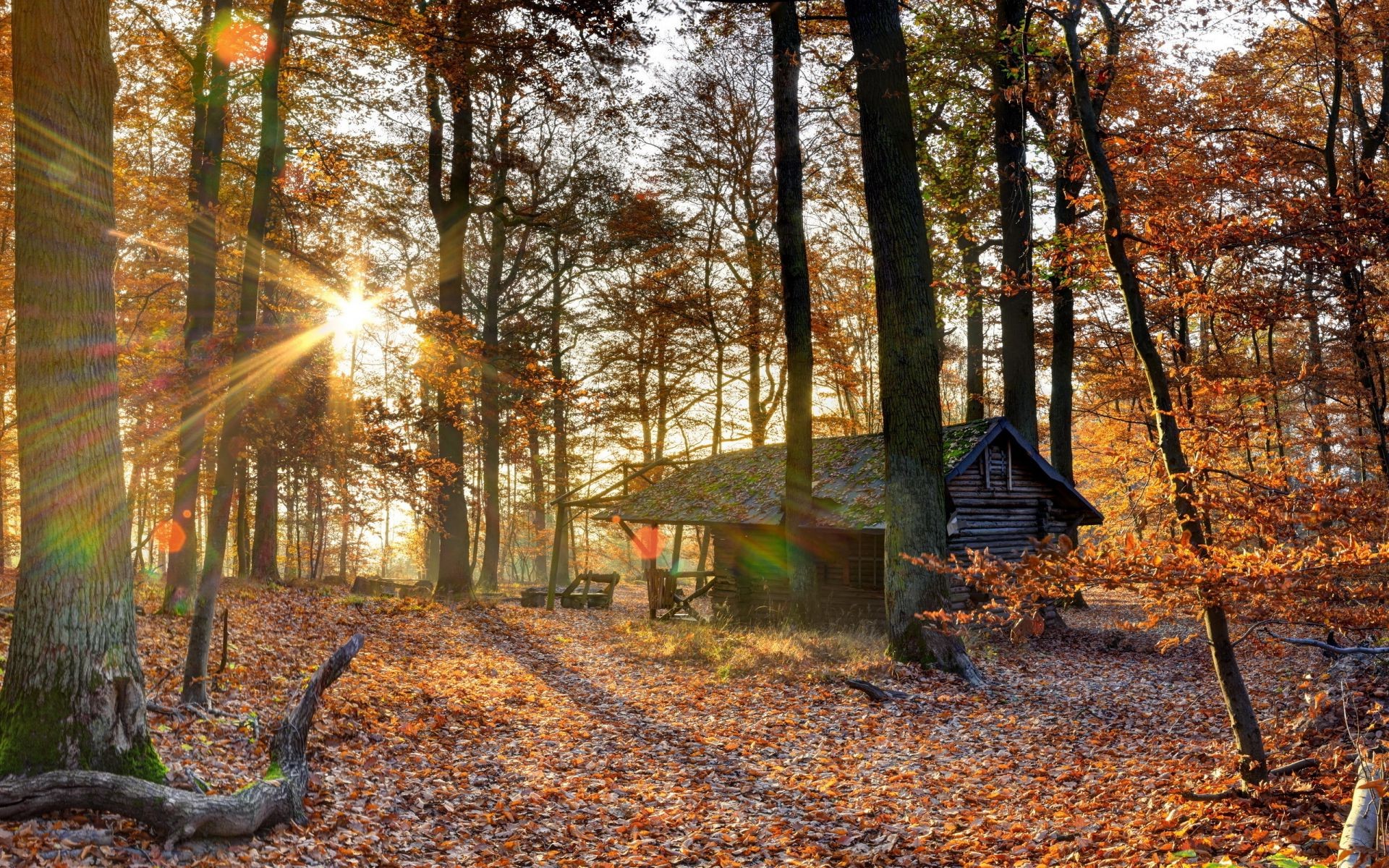 autumn fall wood tree leaf season park nature landscape dawn branch guidance outdoors countryside environment fair weather rural light maple sun