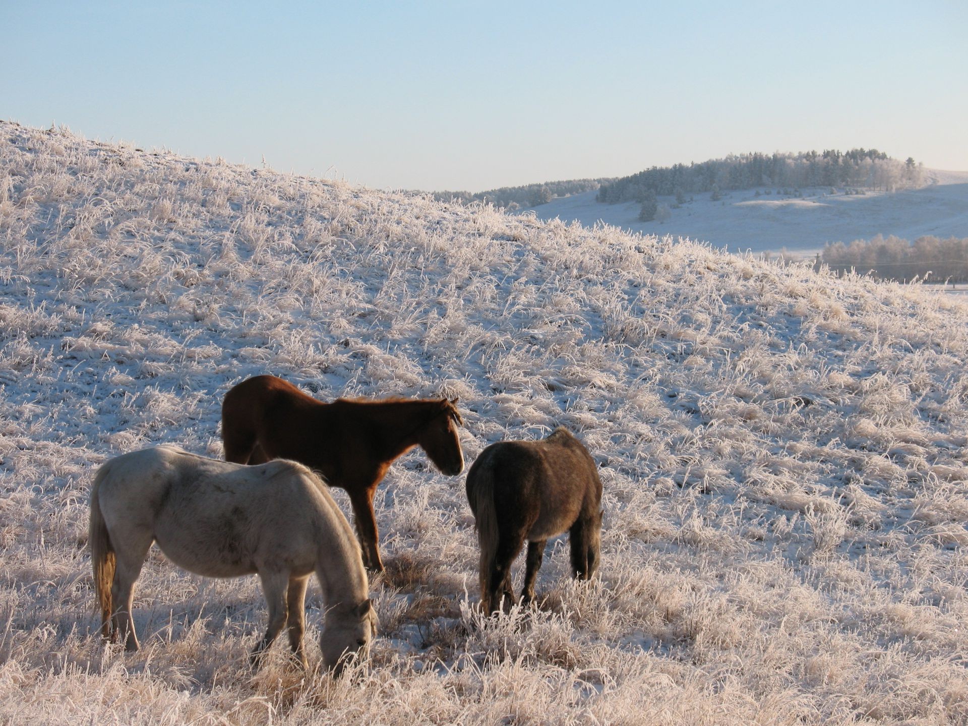 chevaux à l extérieur mammifère paysage nature cavalerie herbe pâturage faune