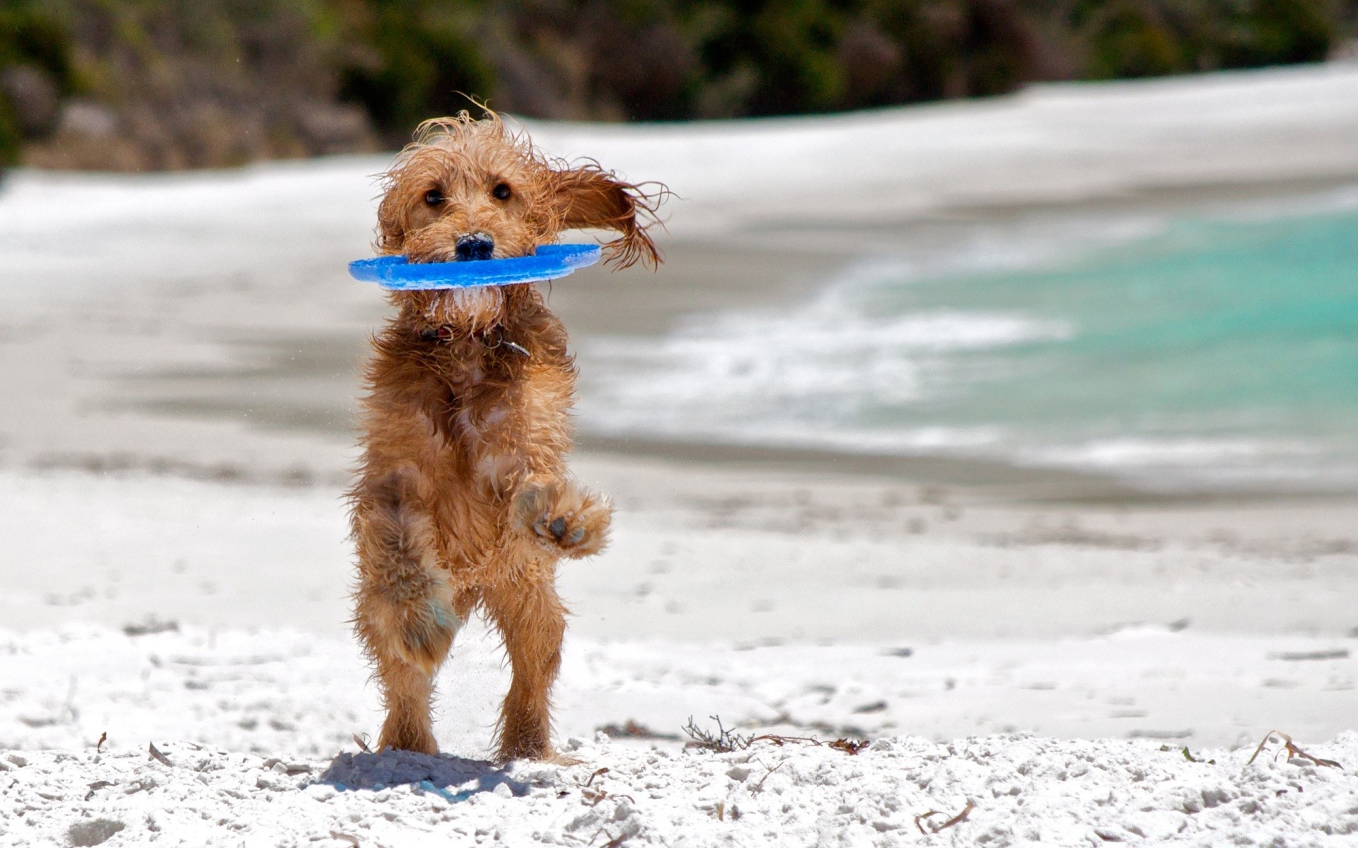 cani carino cane piccolo all aperto natura acqua estate animale divertente pet pelliccia divertimento giovane bagnato sedersi