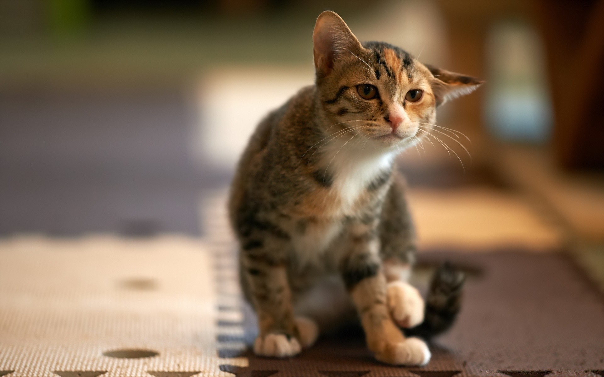 kediler kedi sevimli yavru kedi memeli evde beslenen hayvan kürk göz portre hayvan tarama