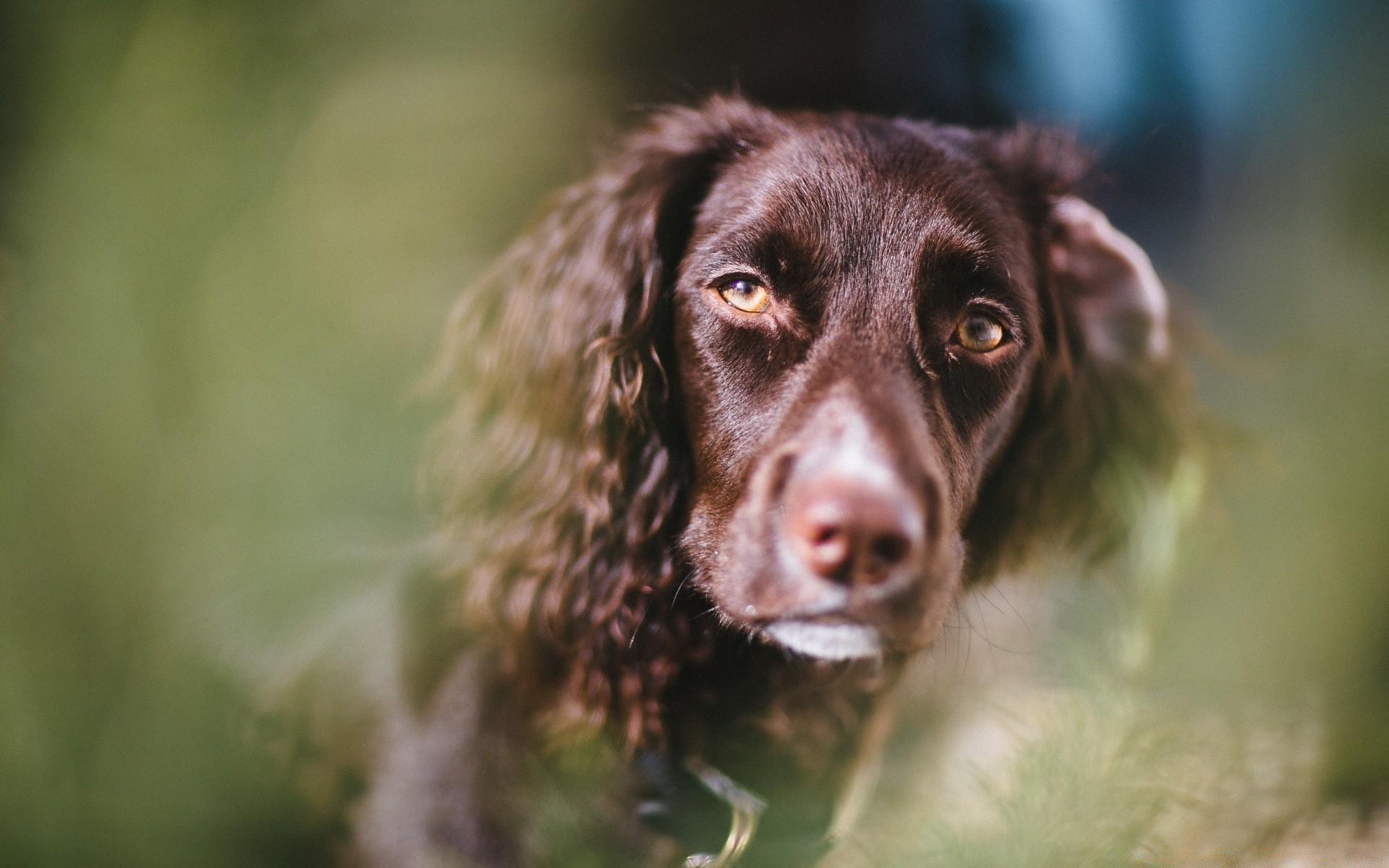 köpekler köpek memeli portre sevimli hayvan köpek eğitmeni çimen doğa genç açık havada evde beslenen hayvan tarama köpek yavrusu bir göz kürk küçük