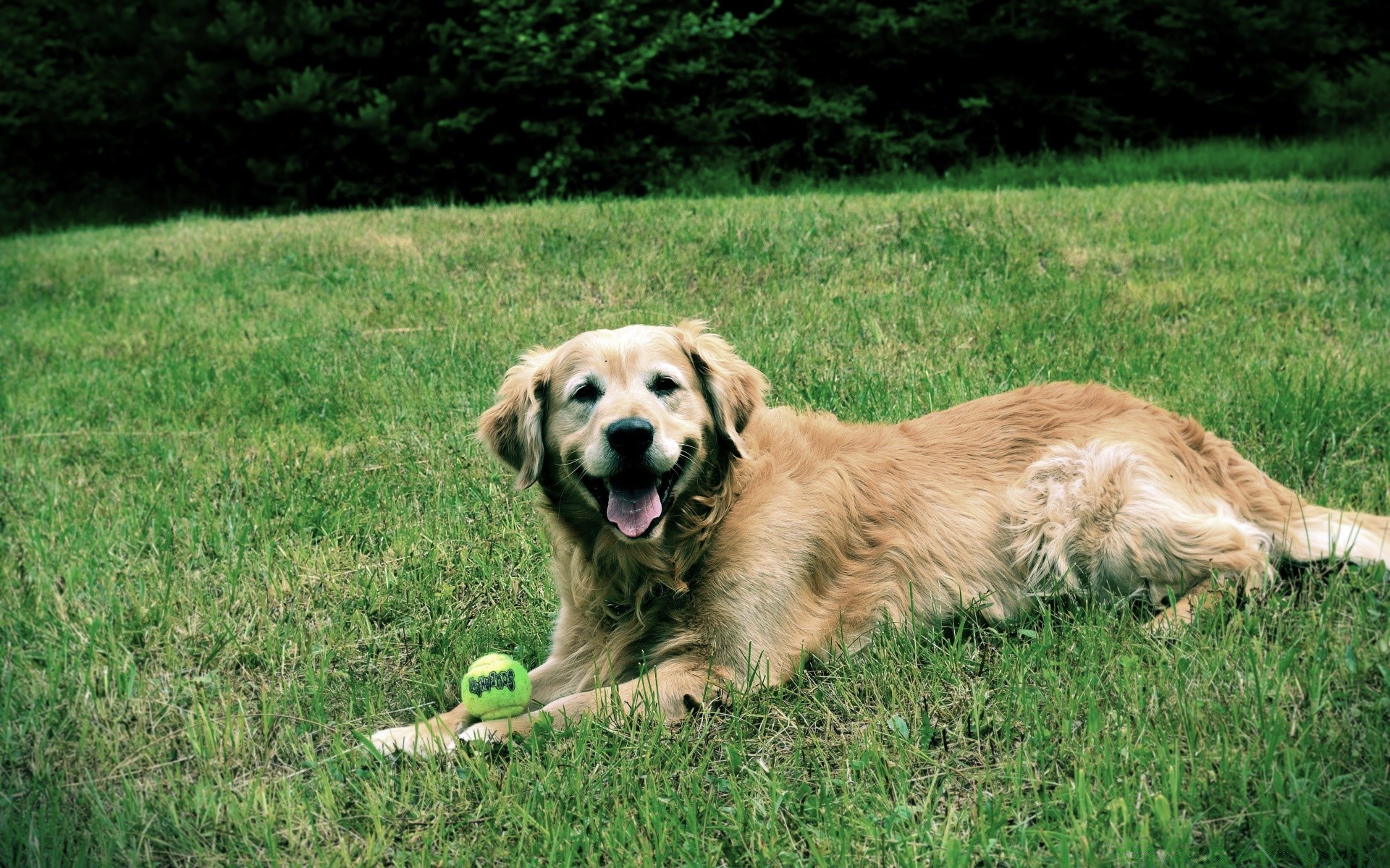 chien herbe chien pet retriever animal cynologue mammifère mignon champ domestique race été foin chiot jeune pedigree pur-sang golden retriever