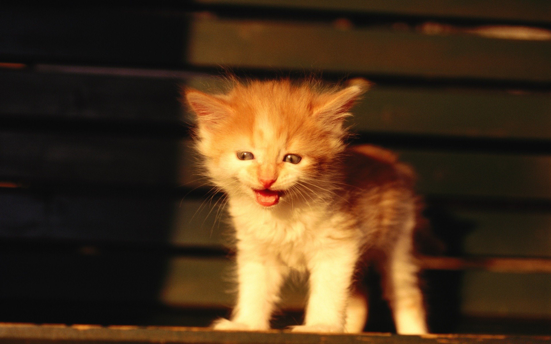 gatos gato gatinho animal de estimação mamífero retrato fofa animal pele doméstico único olho