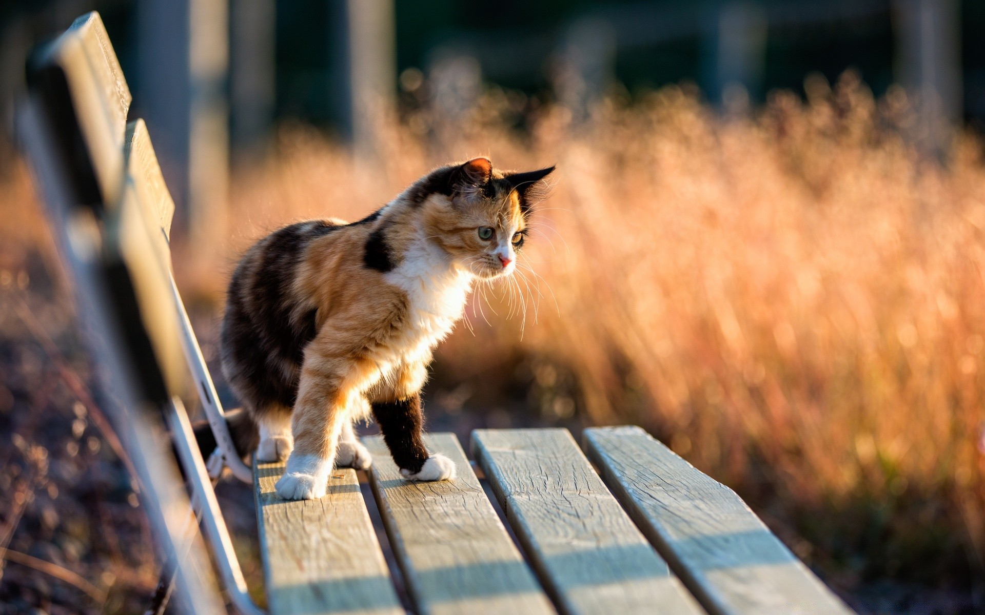 kediler kedi açık havada doğa portre hayvan evde beslenen hayvan memeli