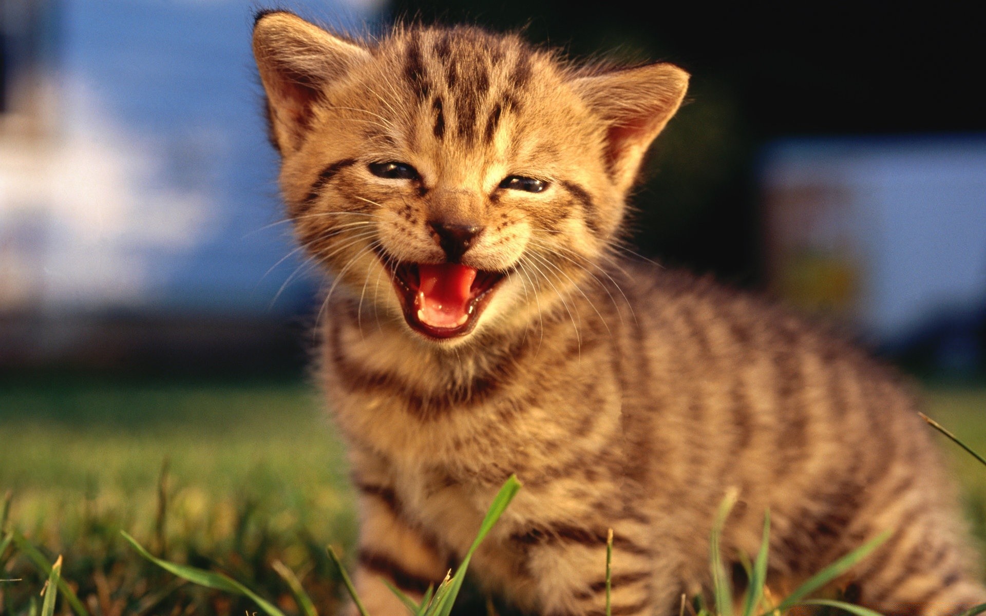 katze katze niedlich tier säugetier fell natur haustier wenig kätzchen gras porträt