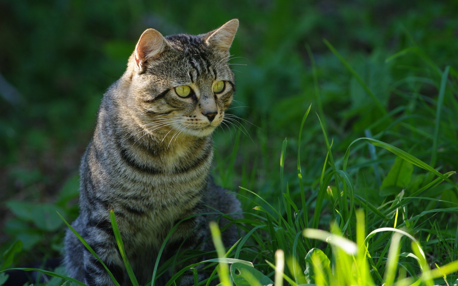 猫 自然 草 动物 可爱 猫 毛皮 肖像 眼睛 小 哺乳动物 户外 宠物 野生