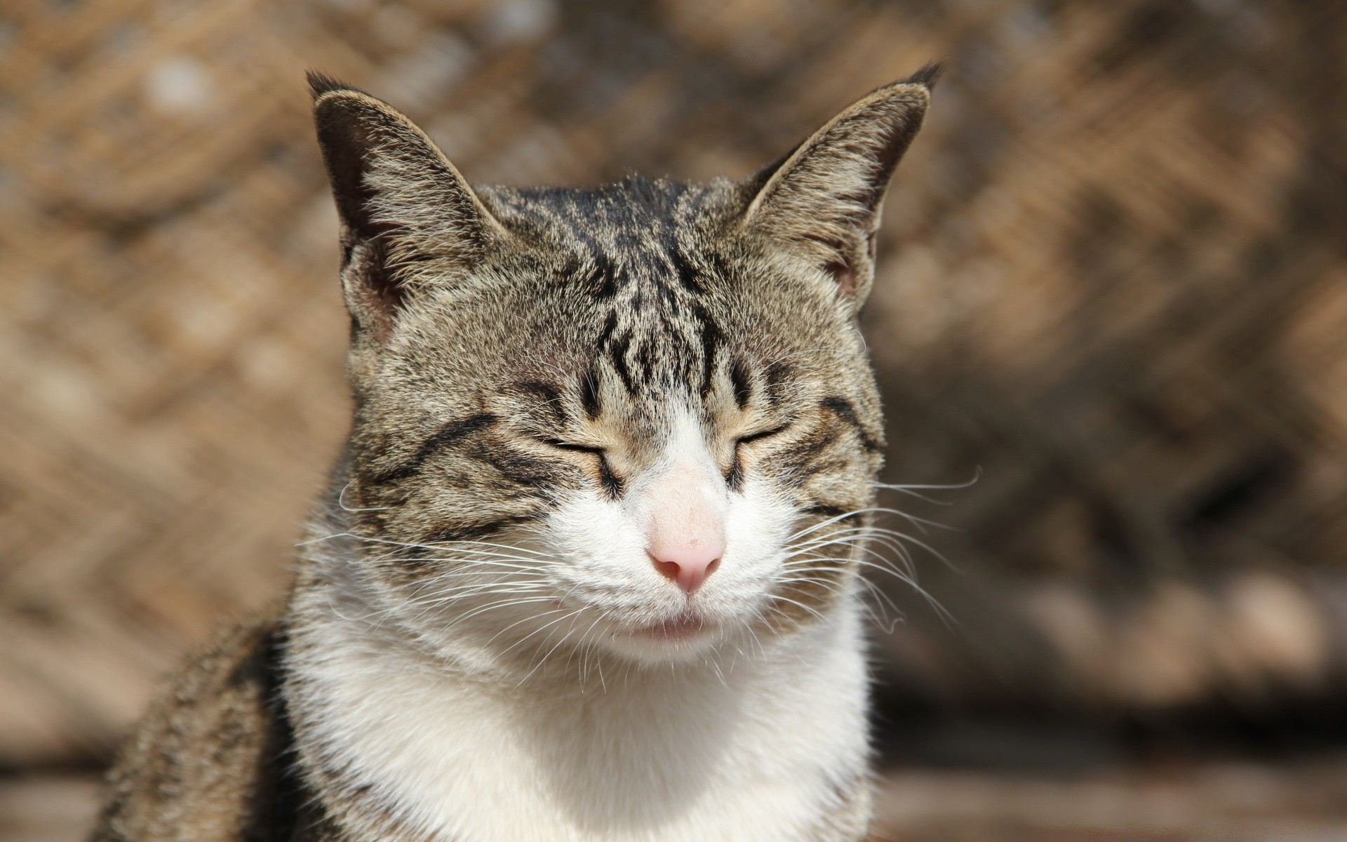 katzen niedlich tier natur fell katze auge porträt säugetier tierwelt wild