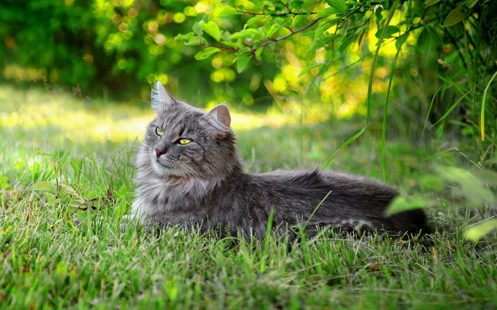 gatos gato hierba naturaleza animal lindo mamífero retrato doméstico gatito mascota piel joven ojo