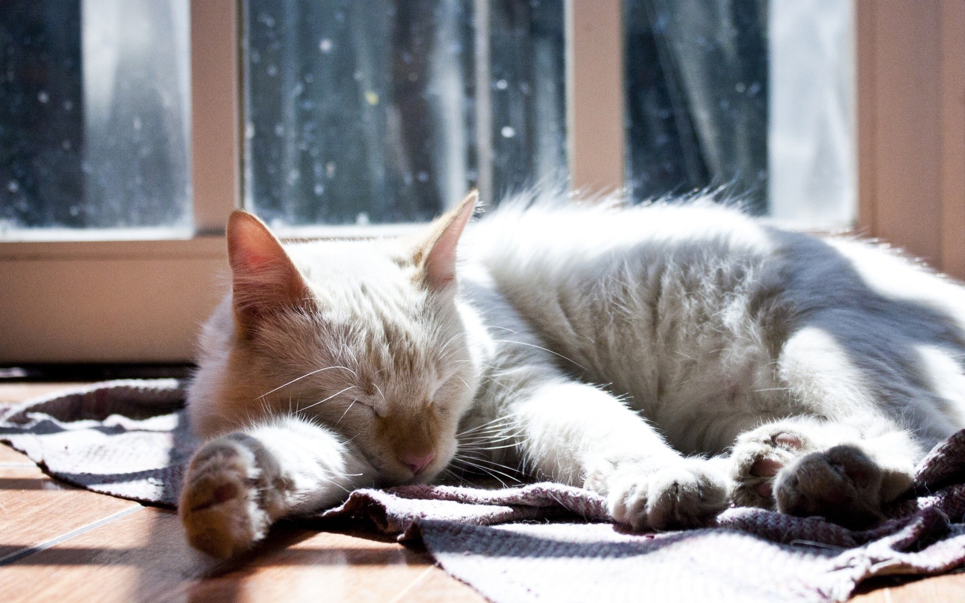 gatti gatto gattino pet mammifero sveglio di sonno animale ritratto domestico pelliccia singola famiglia piccolo sleepy eye view giù bambino