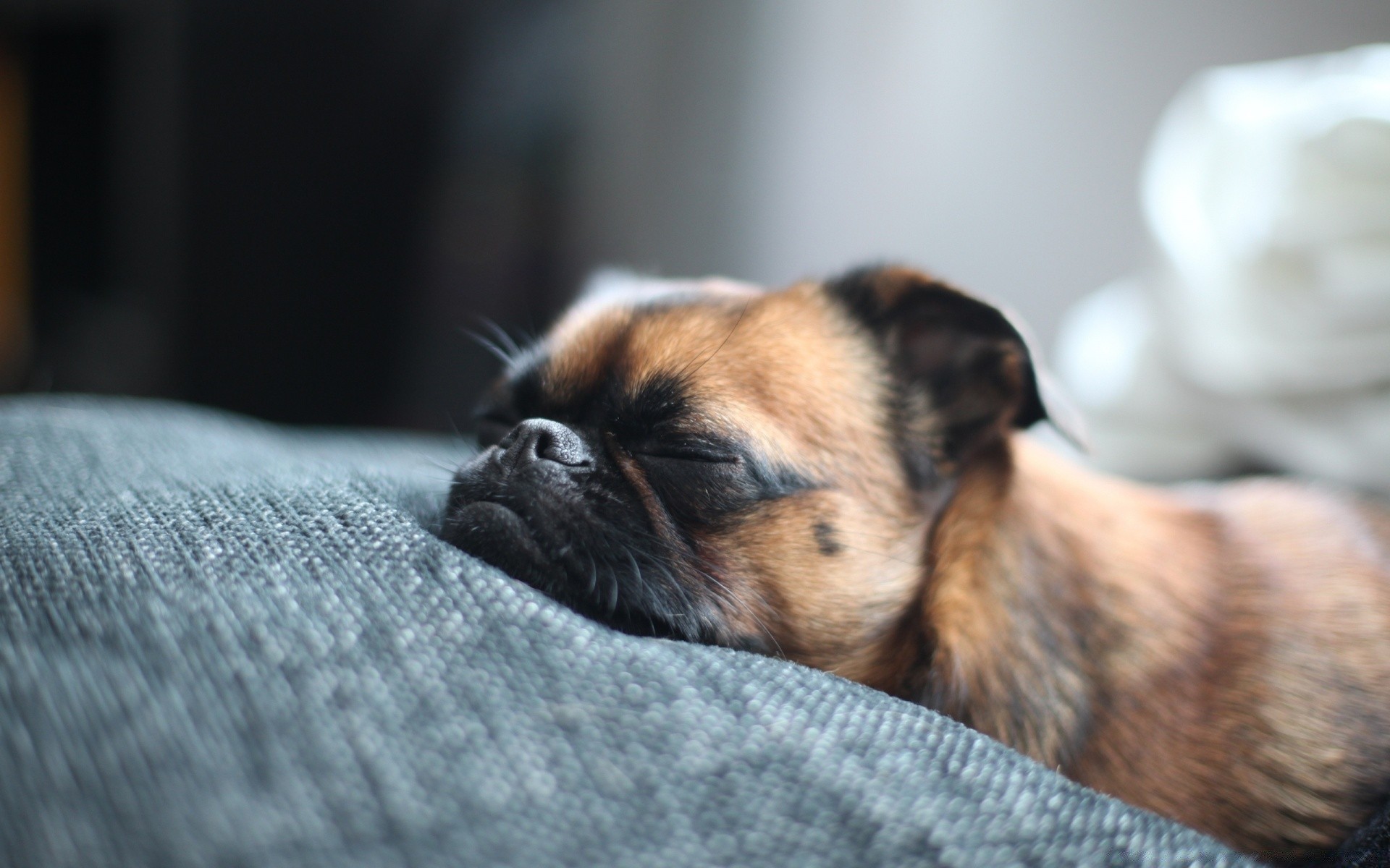 köpekler köpek sevimli evde beslenen hayvan memeli hayvan köpek yavrusu köpek eğitmeni portre küçük uyku kürk tarama göz