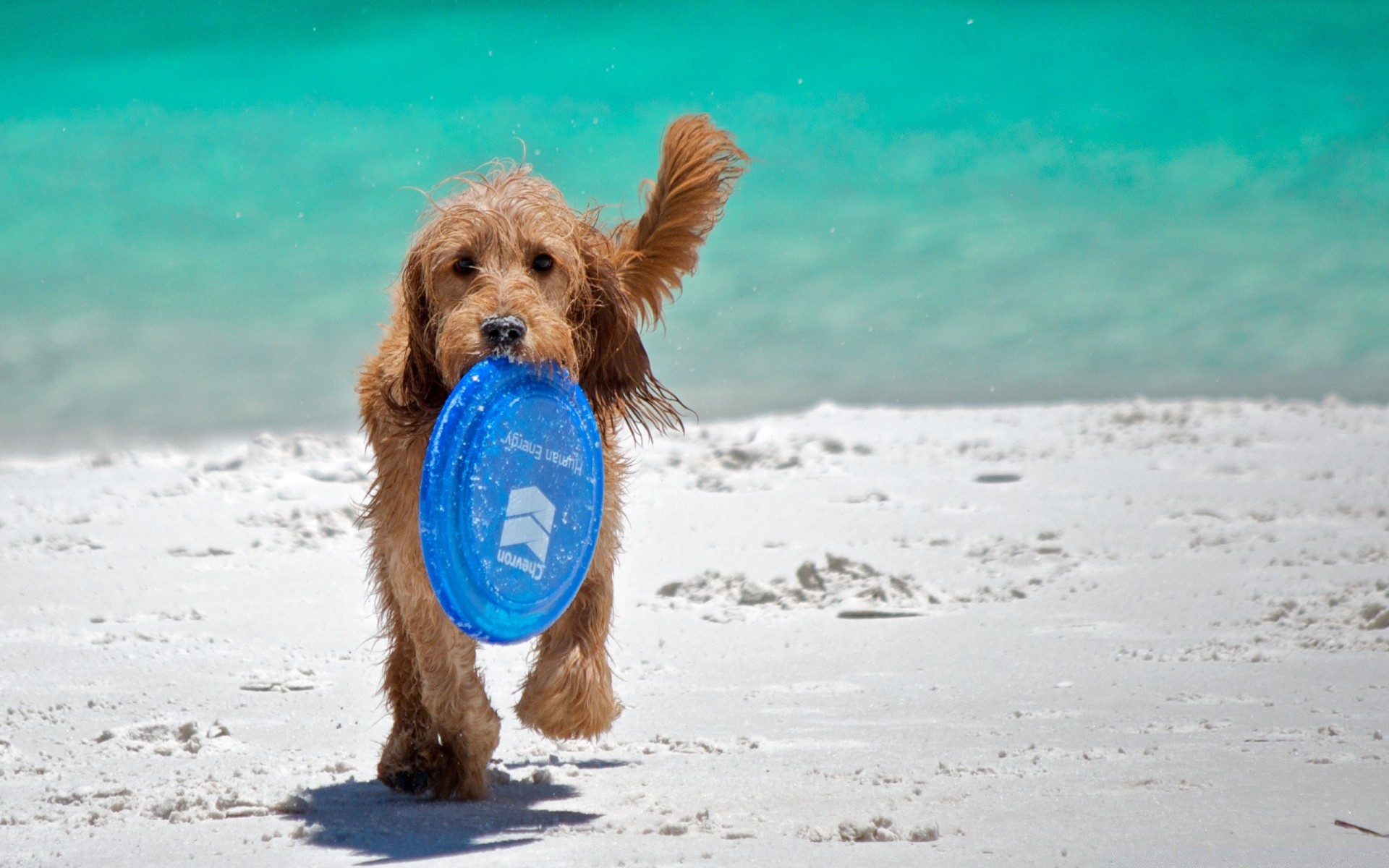 dogs beach dog cute water pet sea animal summer outdoors sand ocean portrait vacation young little nature seashore mammal travel