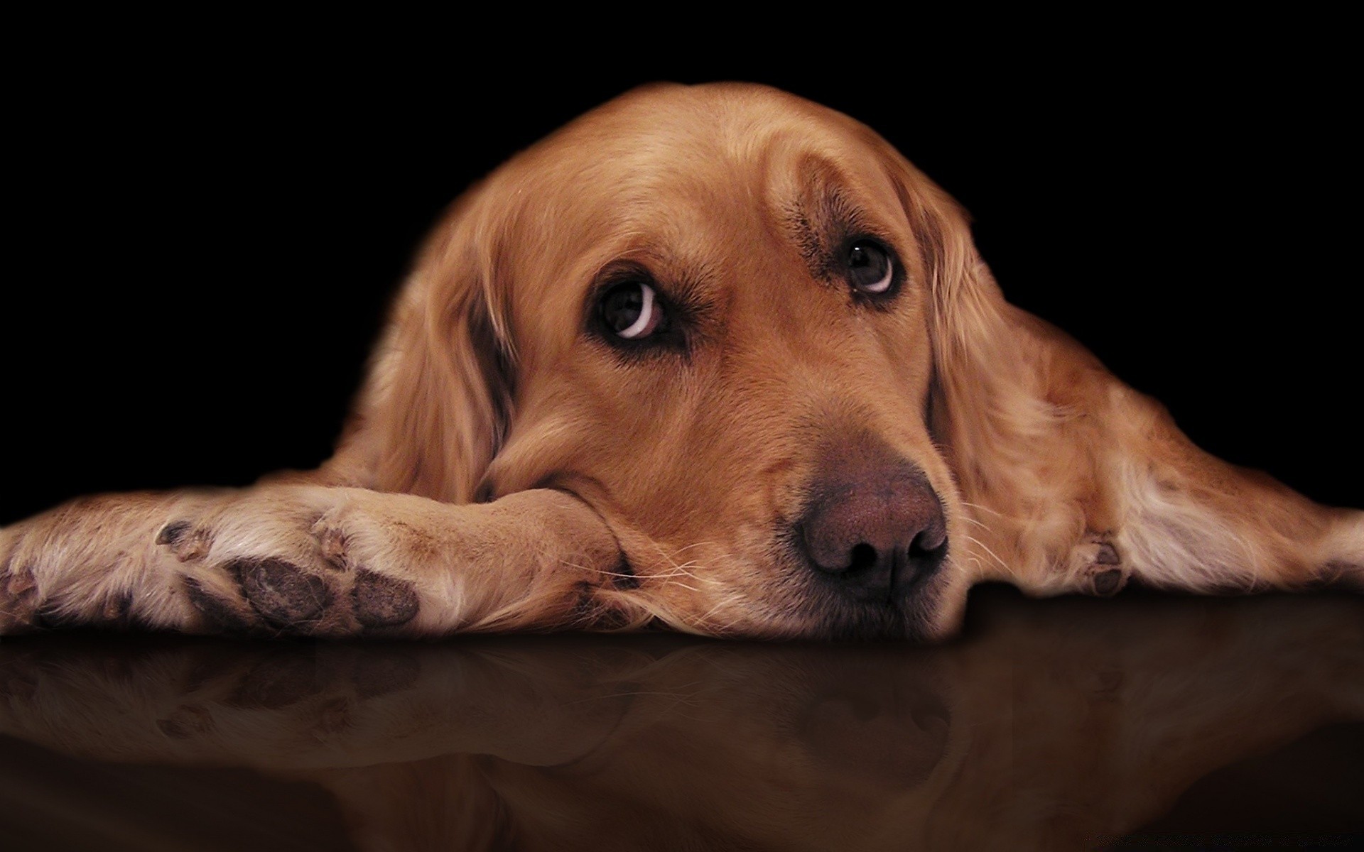 hund hund haustier porträt hundesprecher säugetier niedlich tier welpe retriever sitzen studio