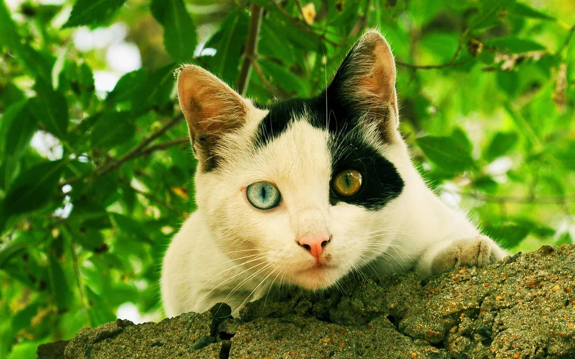 katzen natur niedlich auge tier wenig porträt jung im freien fell gras