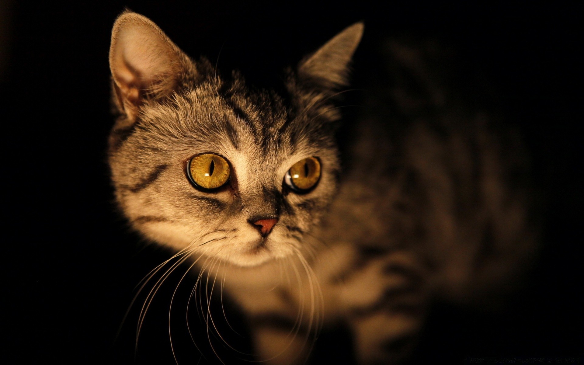 cats cat pet kitten cute portrait animal eye domestic mammal fur young head hair looking grey studio staring tabby whisker funny