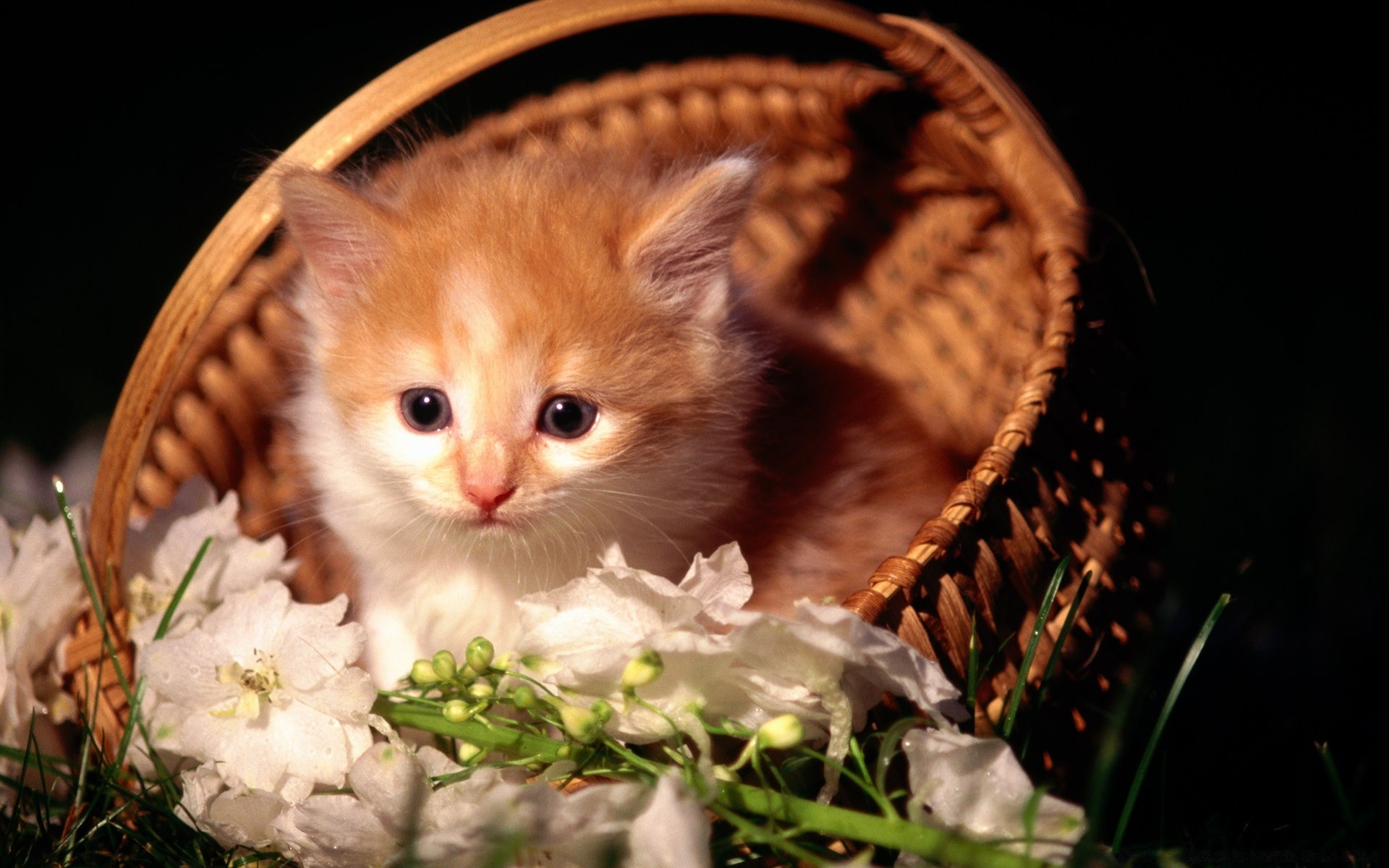 gatos fofa gato pequeno retrato animal criança natureza sozinho animal de estimação olho cesta mamífero