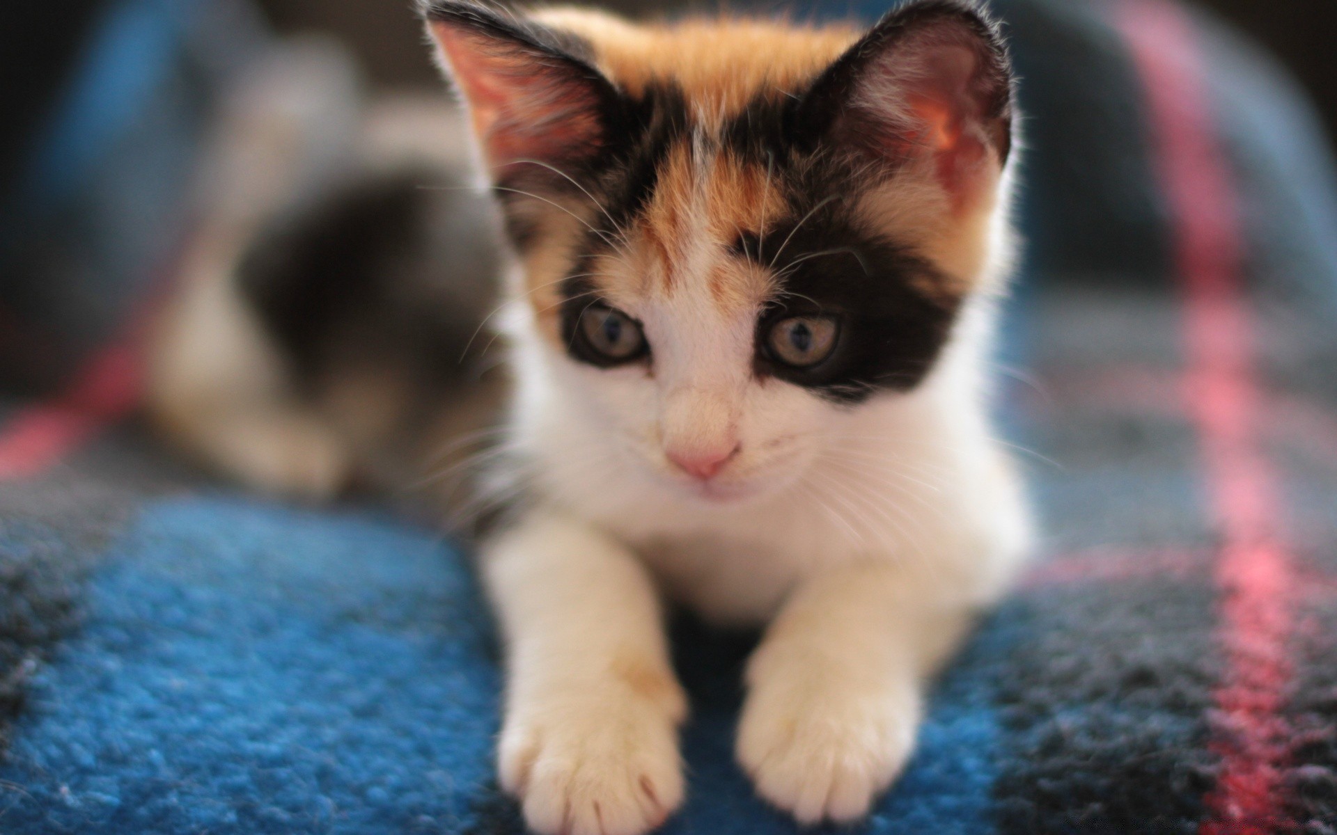 chat mignon chat portrait oeil fourrure chaton petit animal enfant jeune animal mammifère domestique curiosité aperçu un