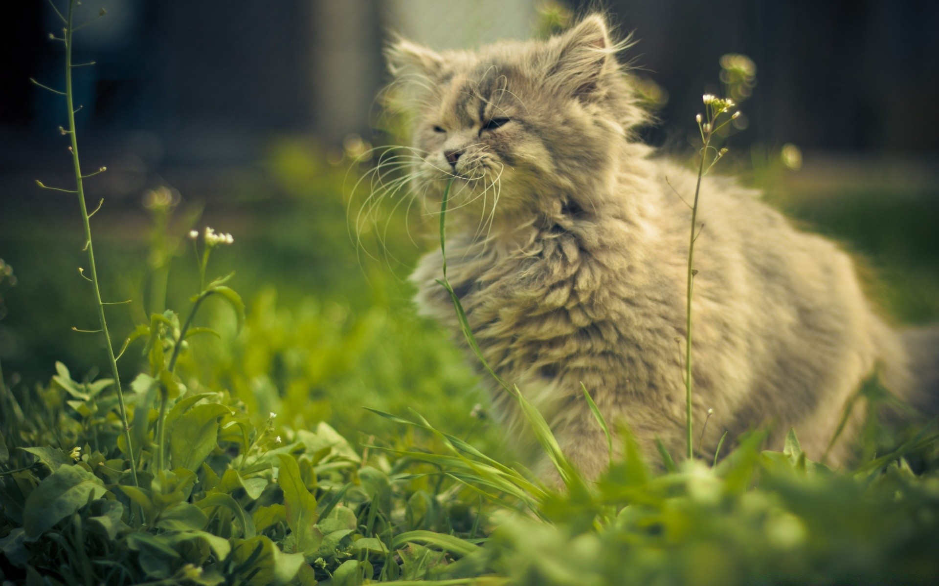 katzen katze natur tier säugetier gras wenig im freien niedlich