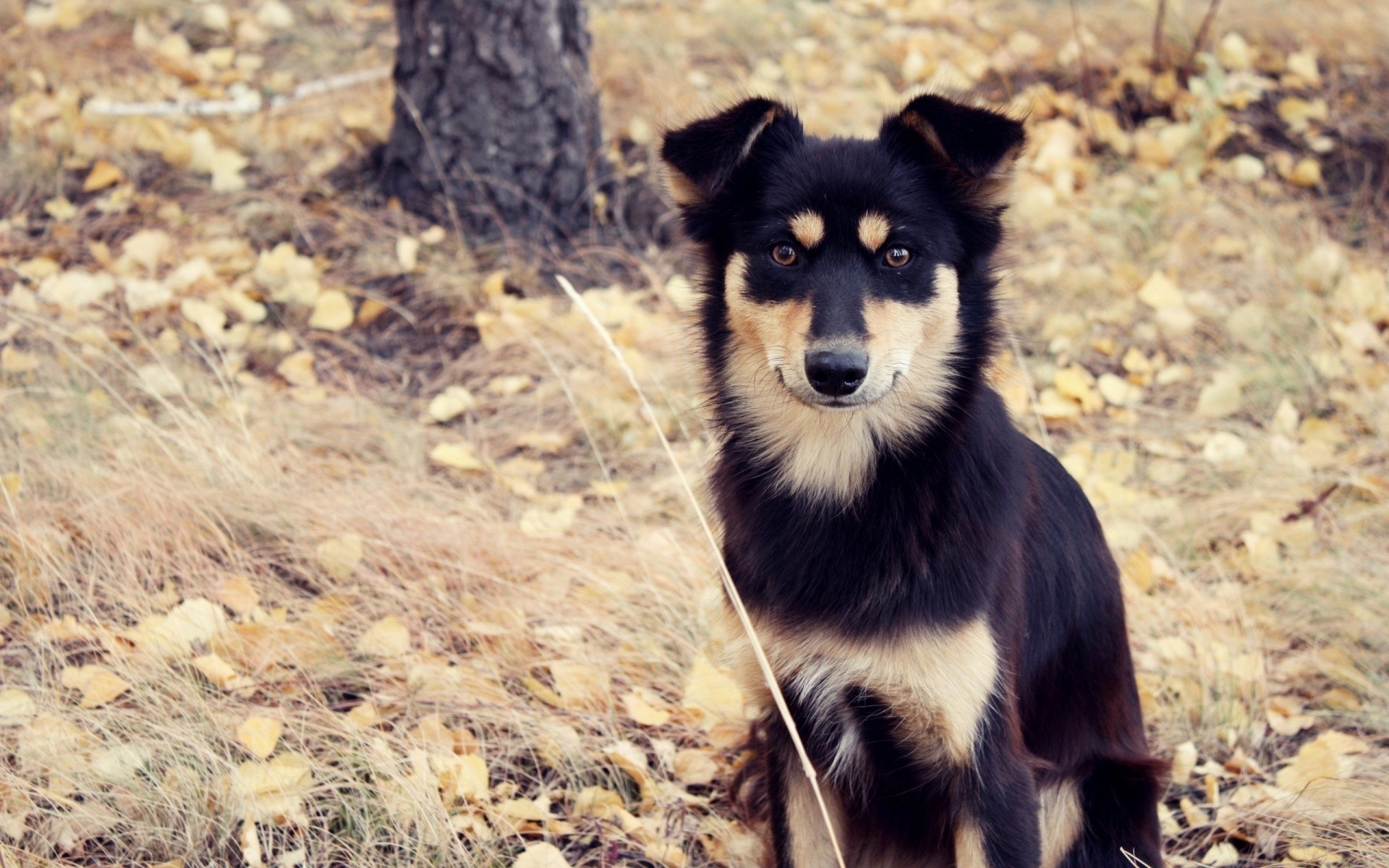 chien mammifère nature animal la faune à l extérieur sauvage portrait mignon herbe chien