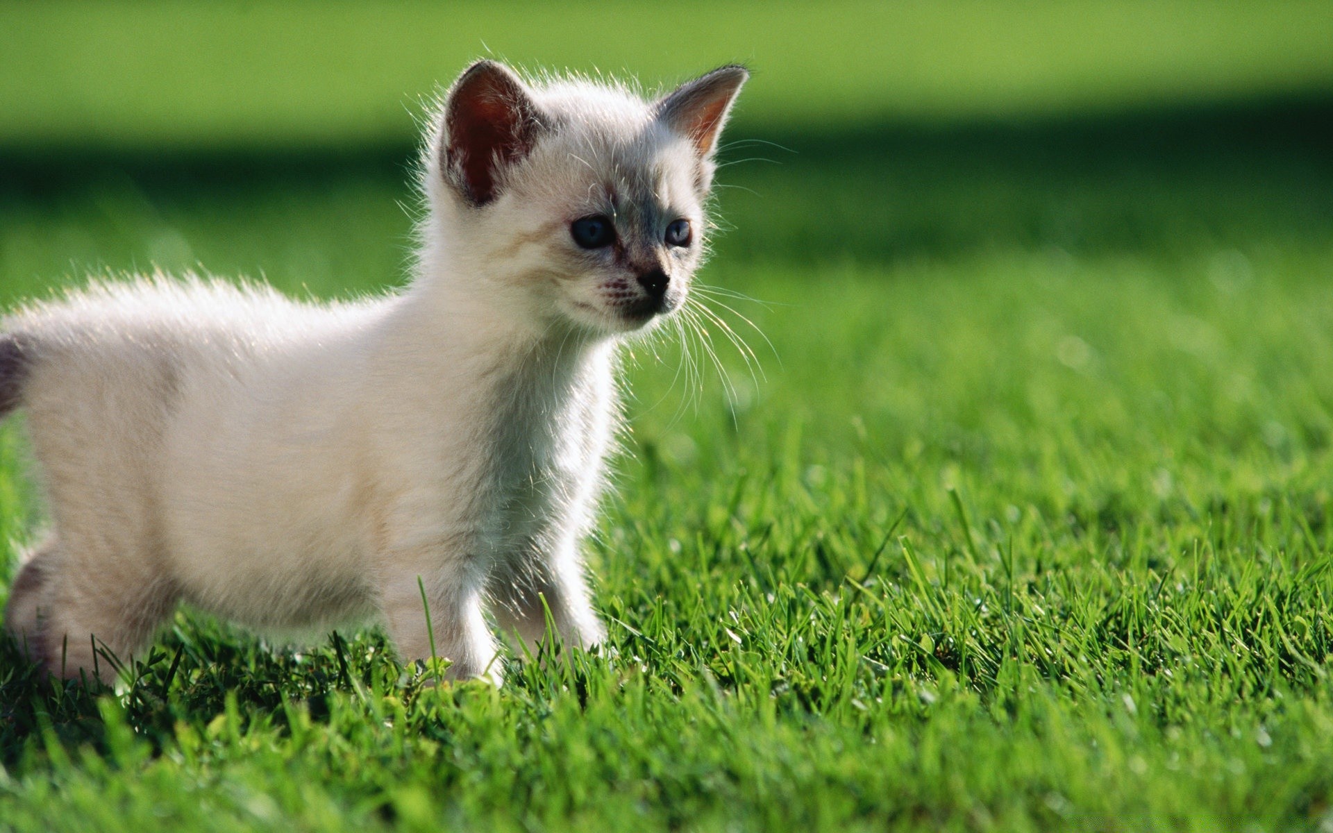 gatos grama animal mamífero bonito animal de estimação pequeno gato pele jovem natureza criança doméstico feno retrato campo olho cão