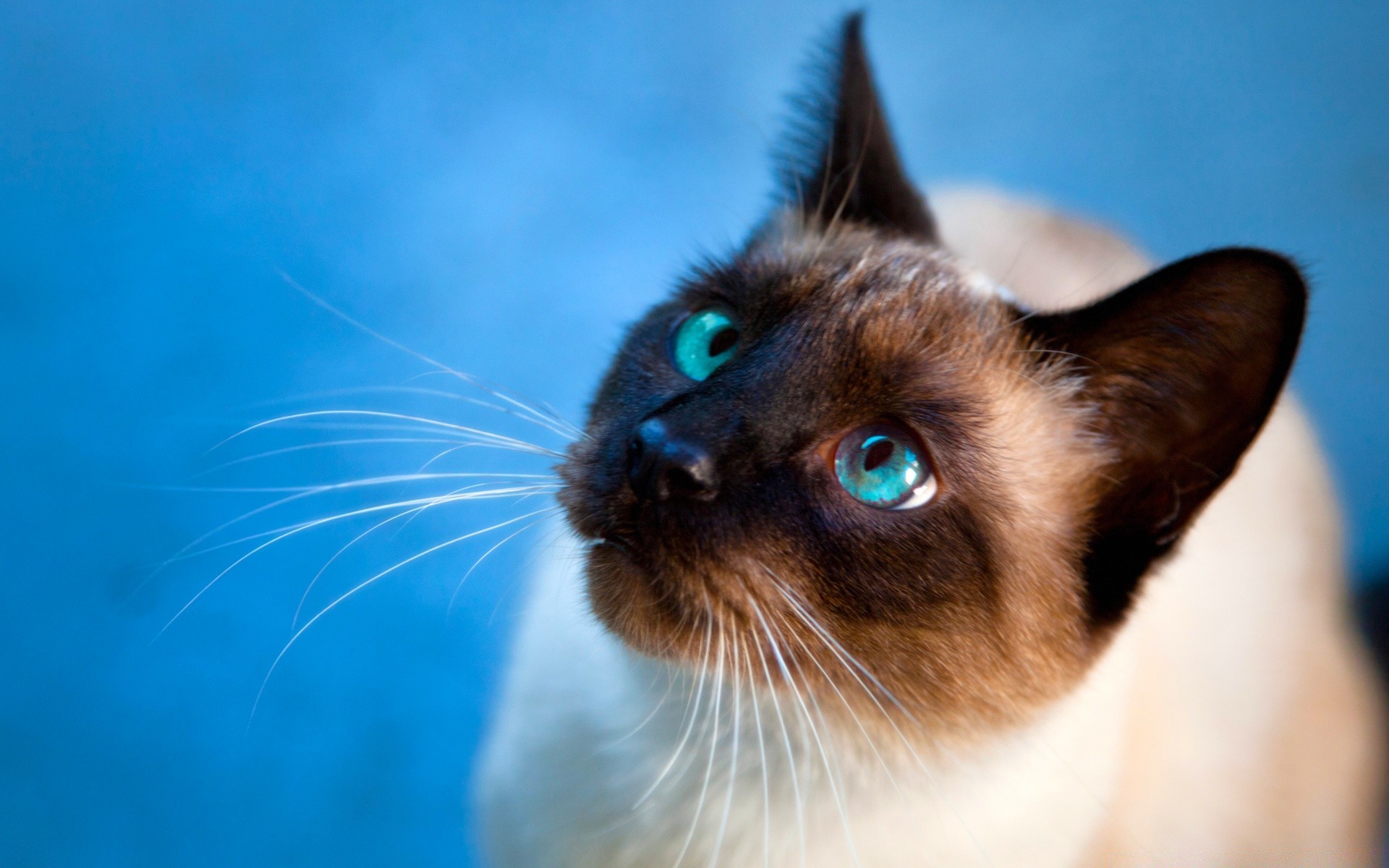 gatos fofa mamífero retrato animal de estimação animal gato olho pele jovem pouco gatinho ver solteiro criança doméstico curiosidade