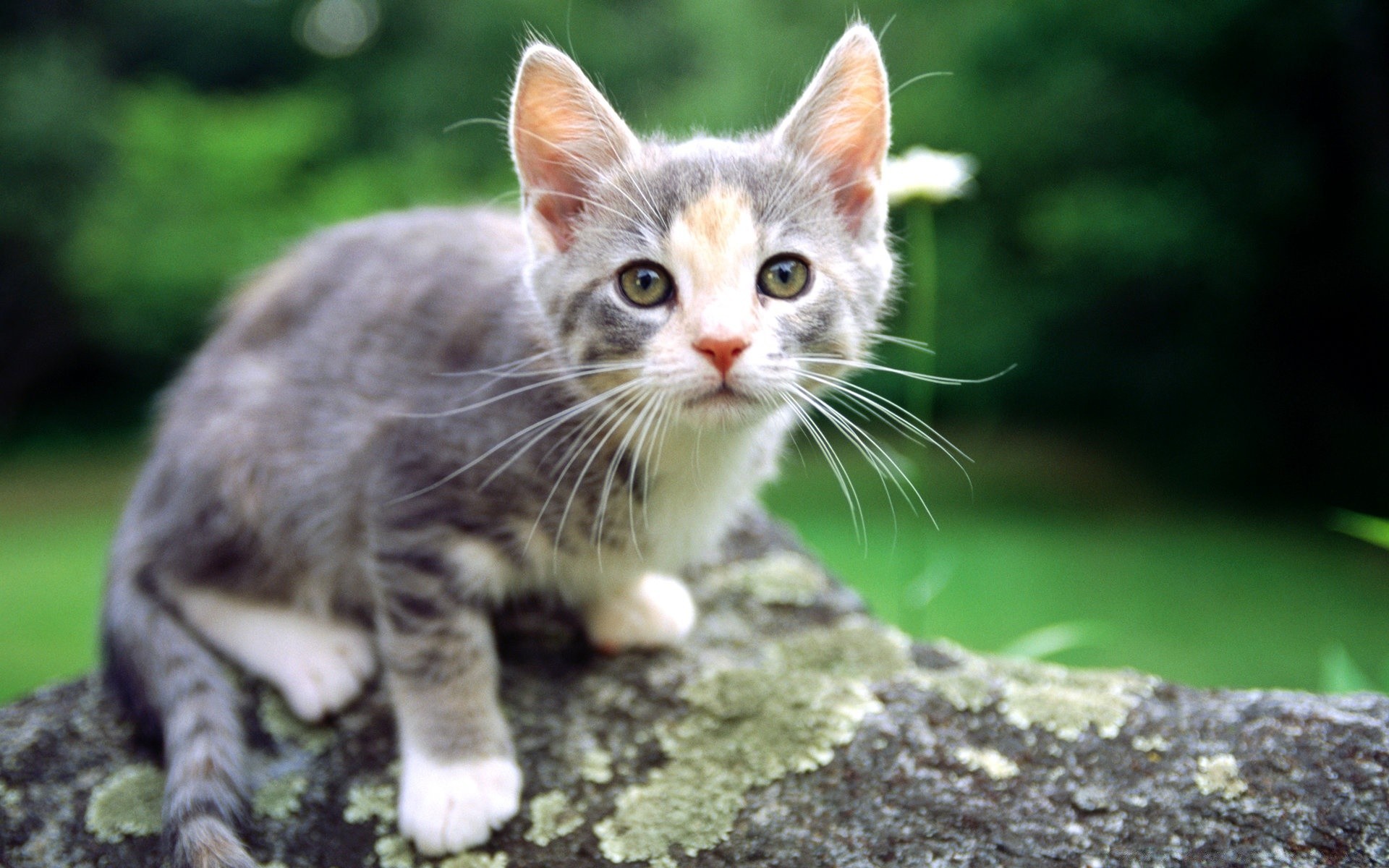 gatos gato fofa natureza pele animal olho pequeno animal de estimação retrato gatinho jovem bigode visualização mamífero sentar