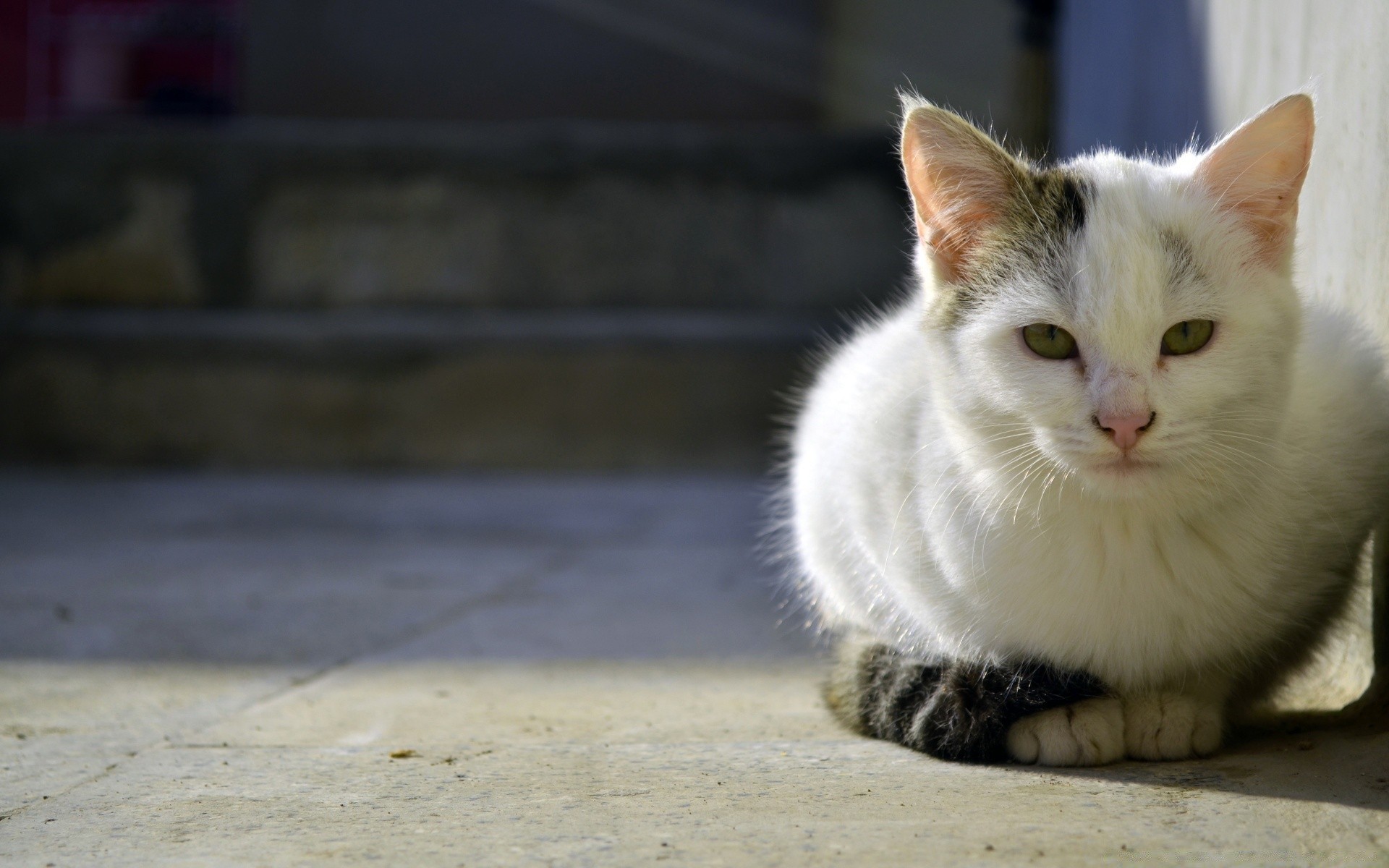 katze katze niedlich haustier tier auge fell porträt kätzchen säugetier wenig inländische lustig junge