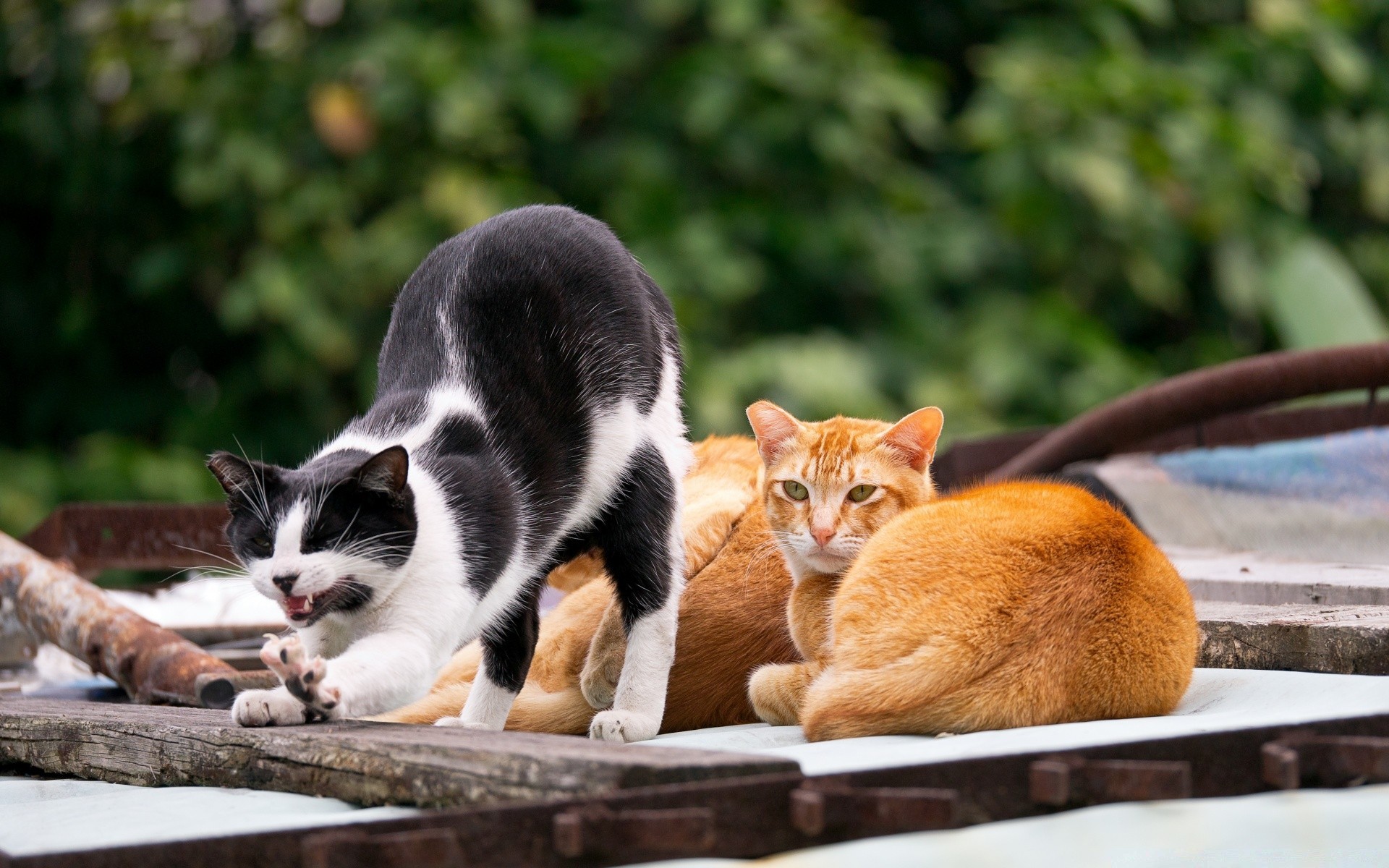 gatti gatto mammifero carino animale domestico gattino animale natura pelliccia ritratto piccolo all aperto visualizzazione domestico giovane