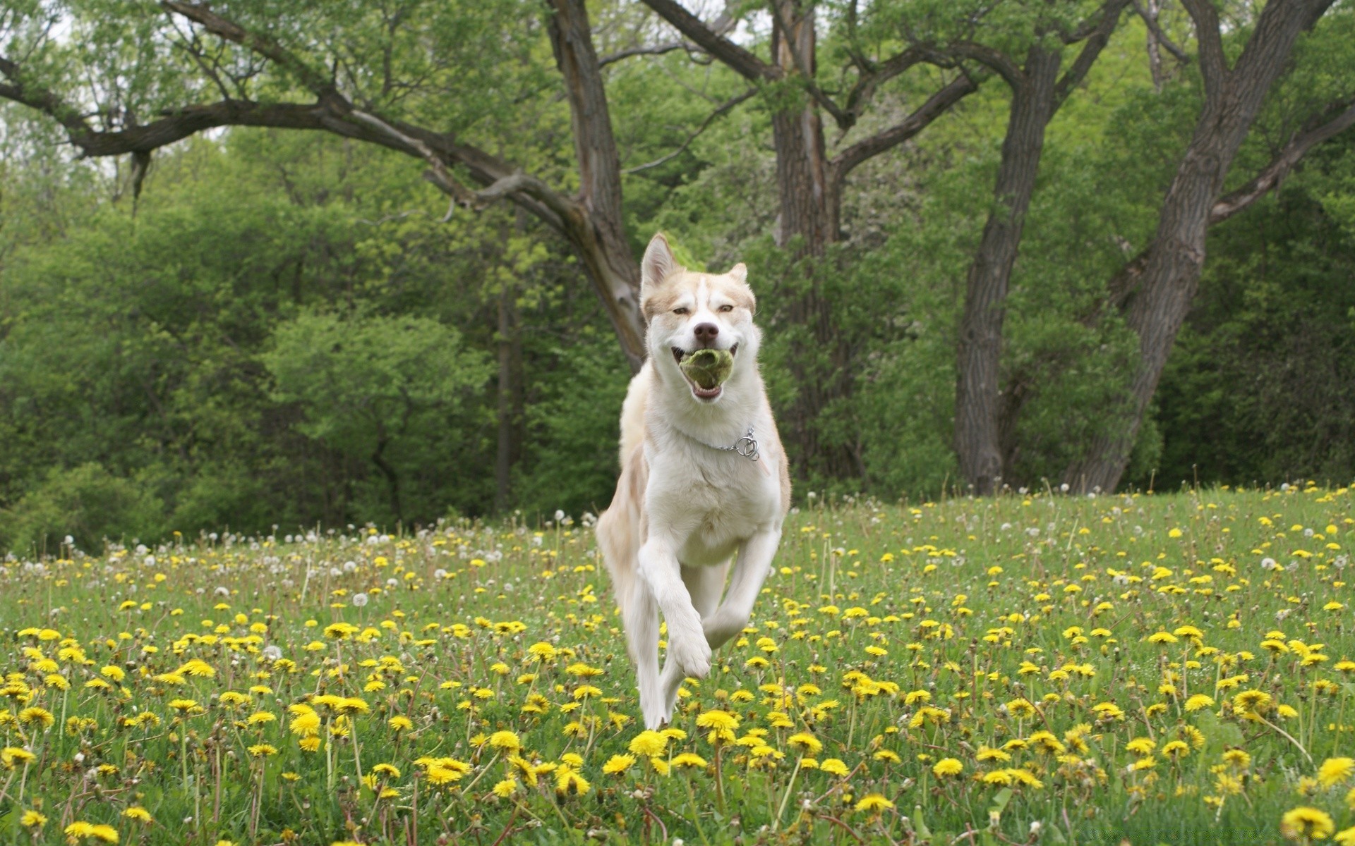 dogs grass nature mammal summer hayfield dog outdoors field landscape park