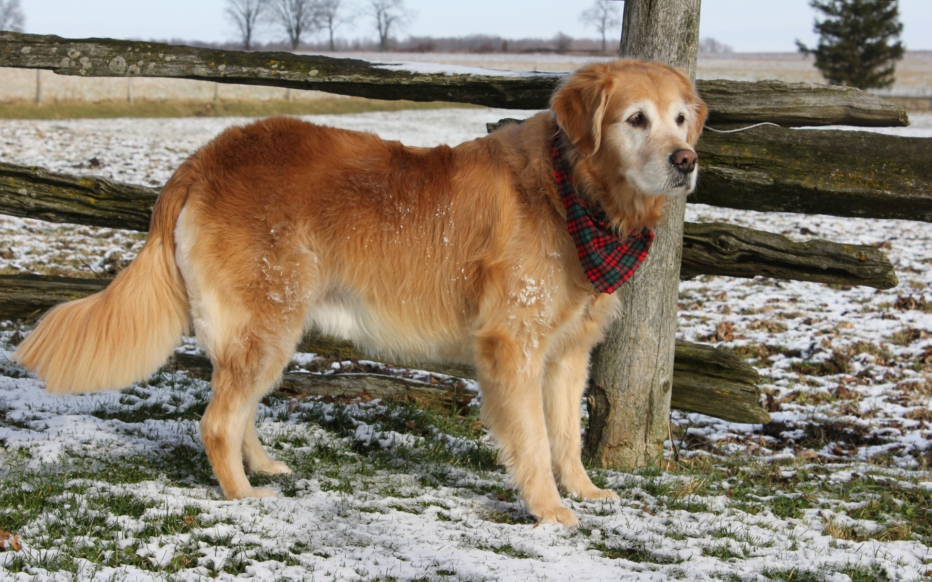 köpekler memeli köpek hayvan evde beslenen hayvan köpek eğitmeni çimen yerli sevimli cins