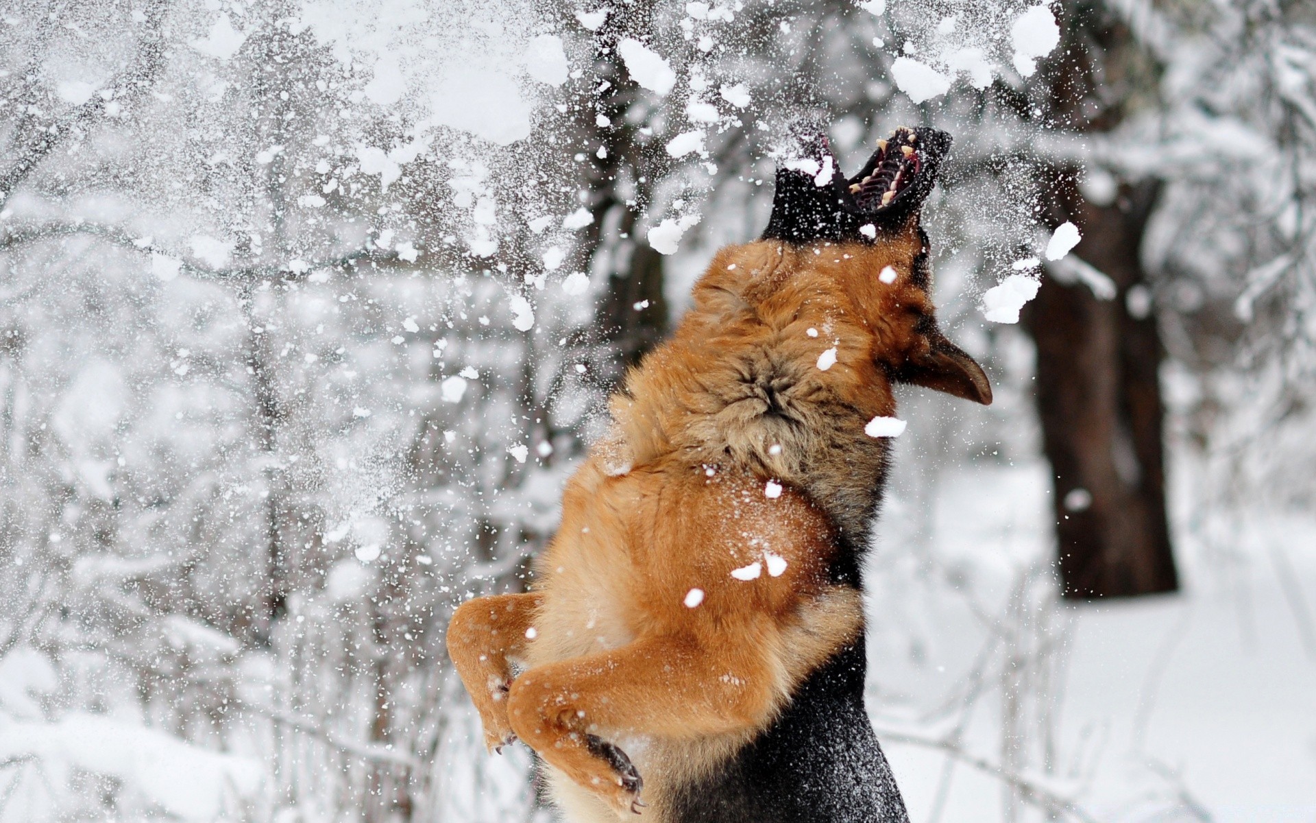 dogs snow winter cold mammal outdoors nature cute one frost wood animal portrait wildlife