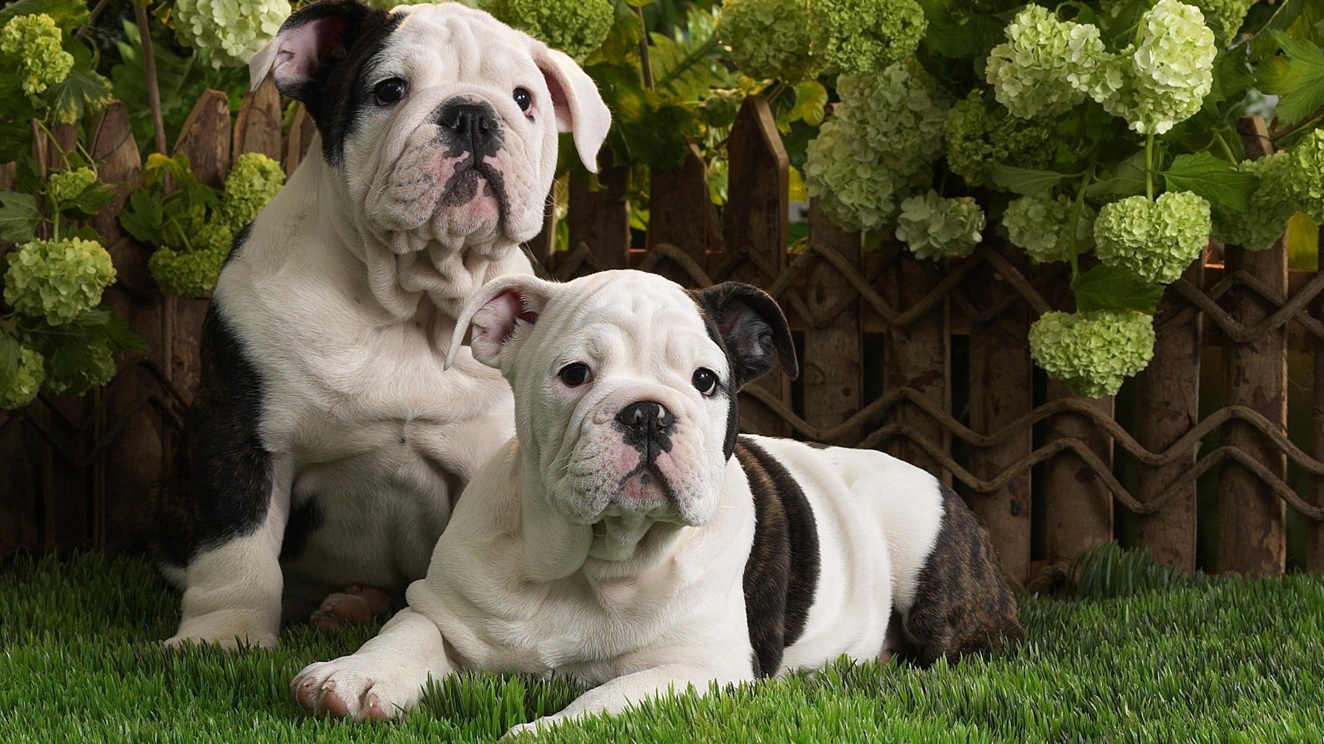 köpekler köpek köpek eğitmeni memeli sevimli hayvan köpek yavrusu evde beslenen hayvan çimen yerli cins safkan sevimli soy ağacı portre boğa küçük bulldog dil genç