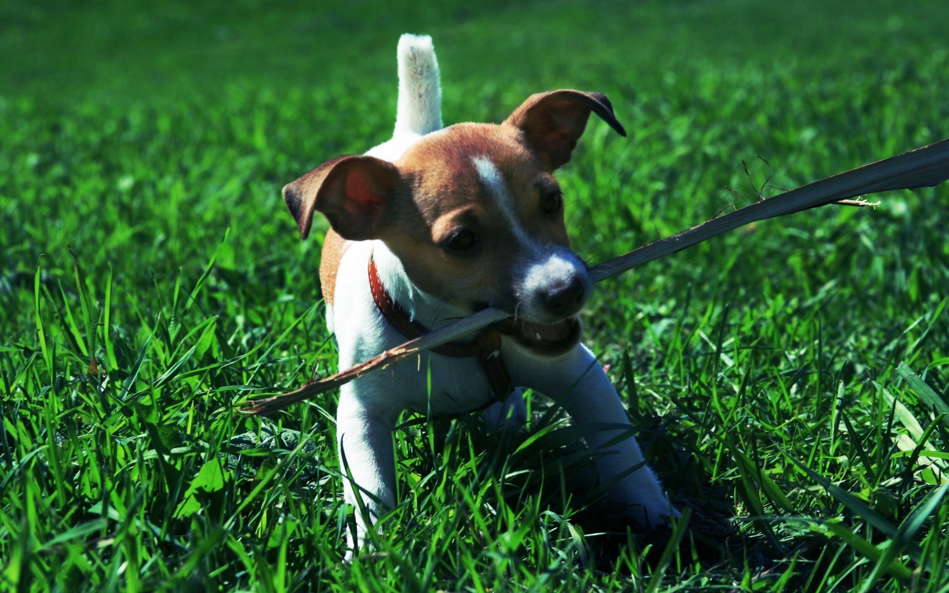 chien herbe chien mignon mammifère animal de compagnie animal jeune chiot cynologue petit domestique drôle foin nature