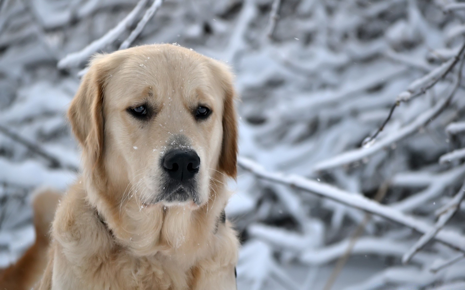 dogs dog cute pet animal retriever mammal little canine