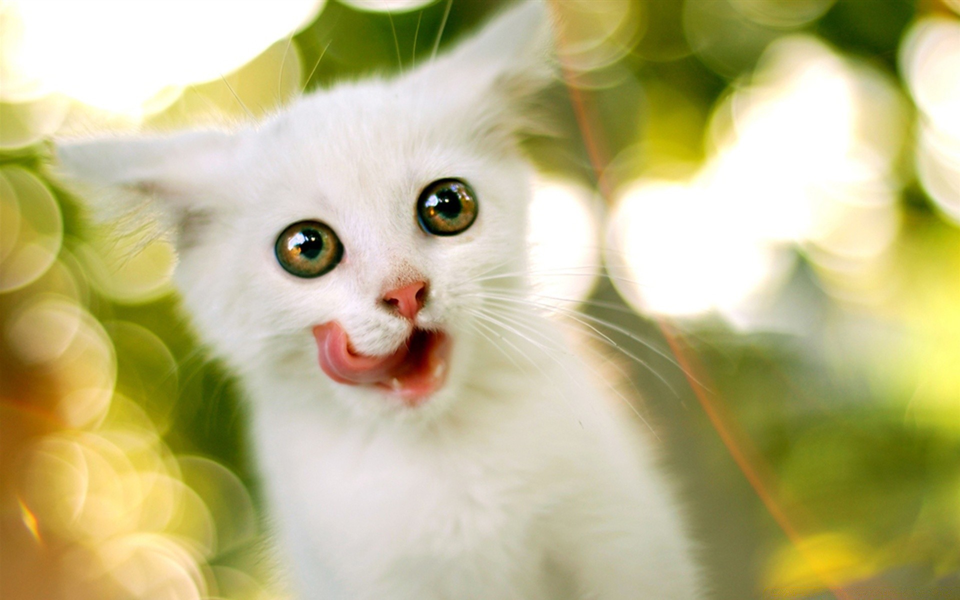 gatos lindo naturaleza gato retrato joven pequeño animal mascota ojo hermosa