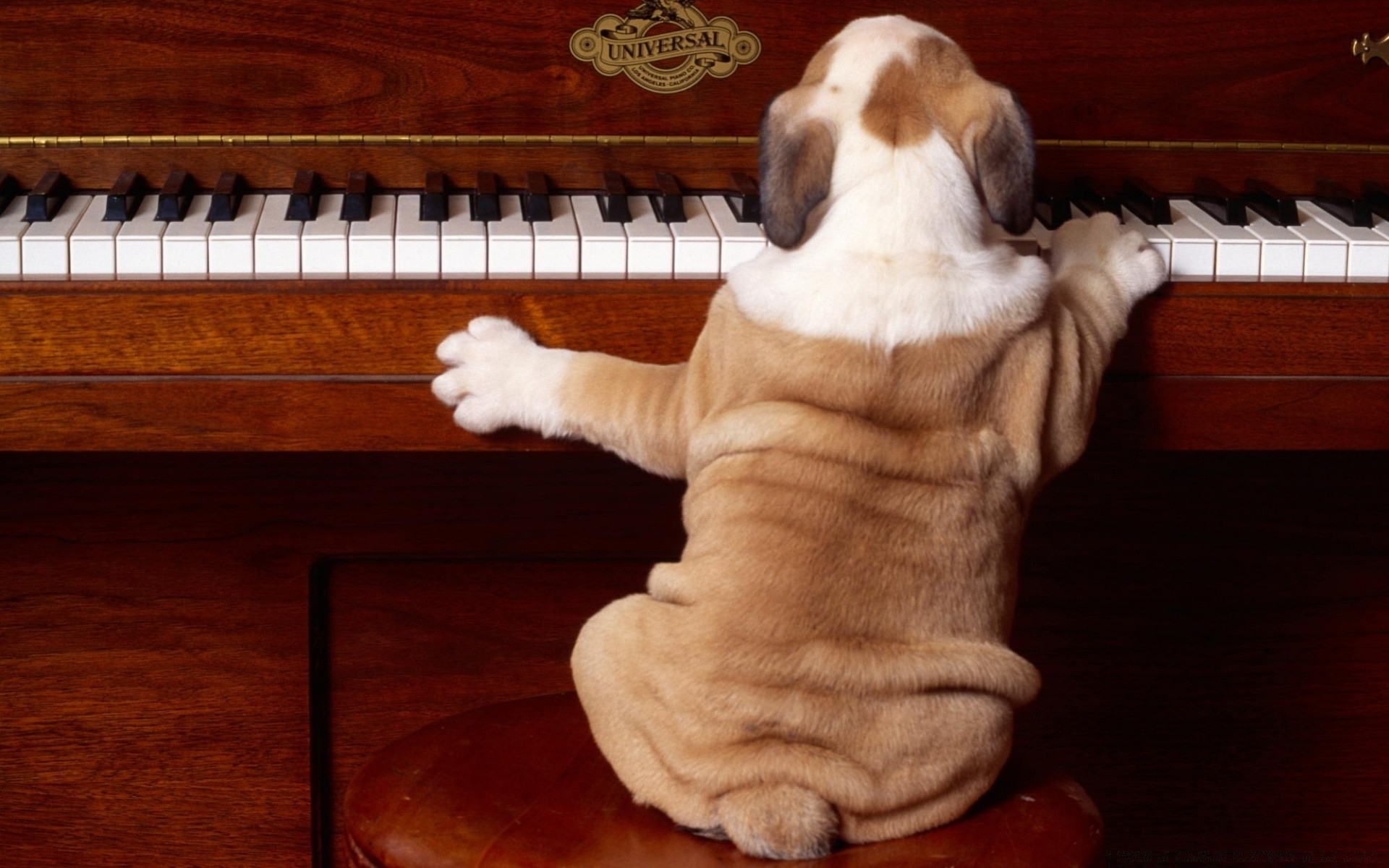 chat unique bois à l intérieur piano mammifère chien instrument