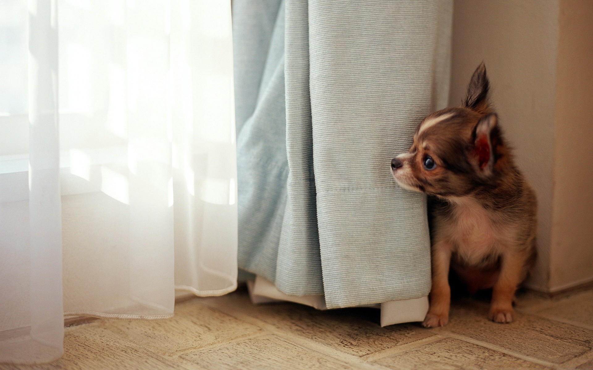 cães animal de estimação cão dentro de casa doméstico sente-se fofa mamífero animal família retrato engraçado quarto cinologista