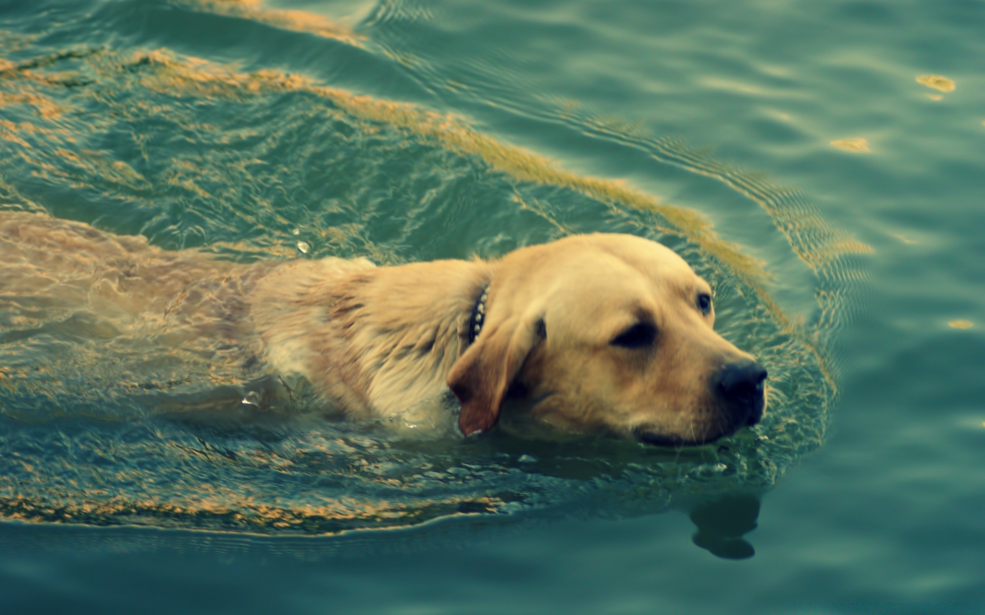 cane acqua cane mammifero bagnato mare animale