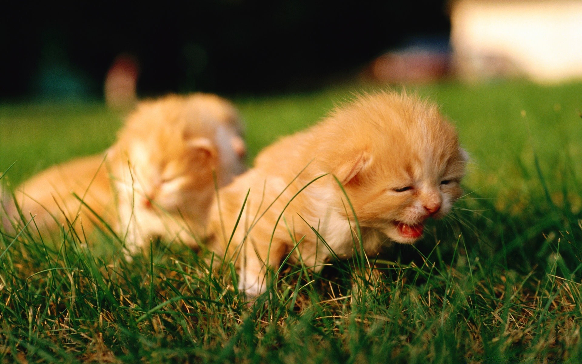 gatti carino erba cane mammifero animale gatto piccolo animale domestico pelliccia cucciolo bambino cane natura giovane ritratto adorabile domestico