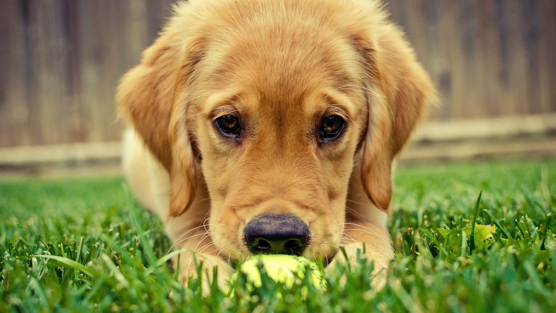 chien chien mignon herbe chiot cynologue animal de compagnie animal mammifère retriever fourrure peu race pedigree domestique adorable jeune portrait pur-sang chien