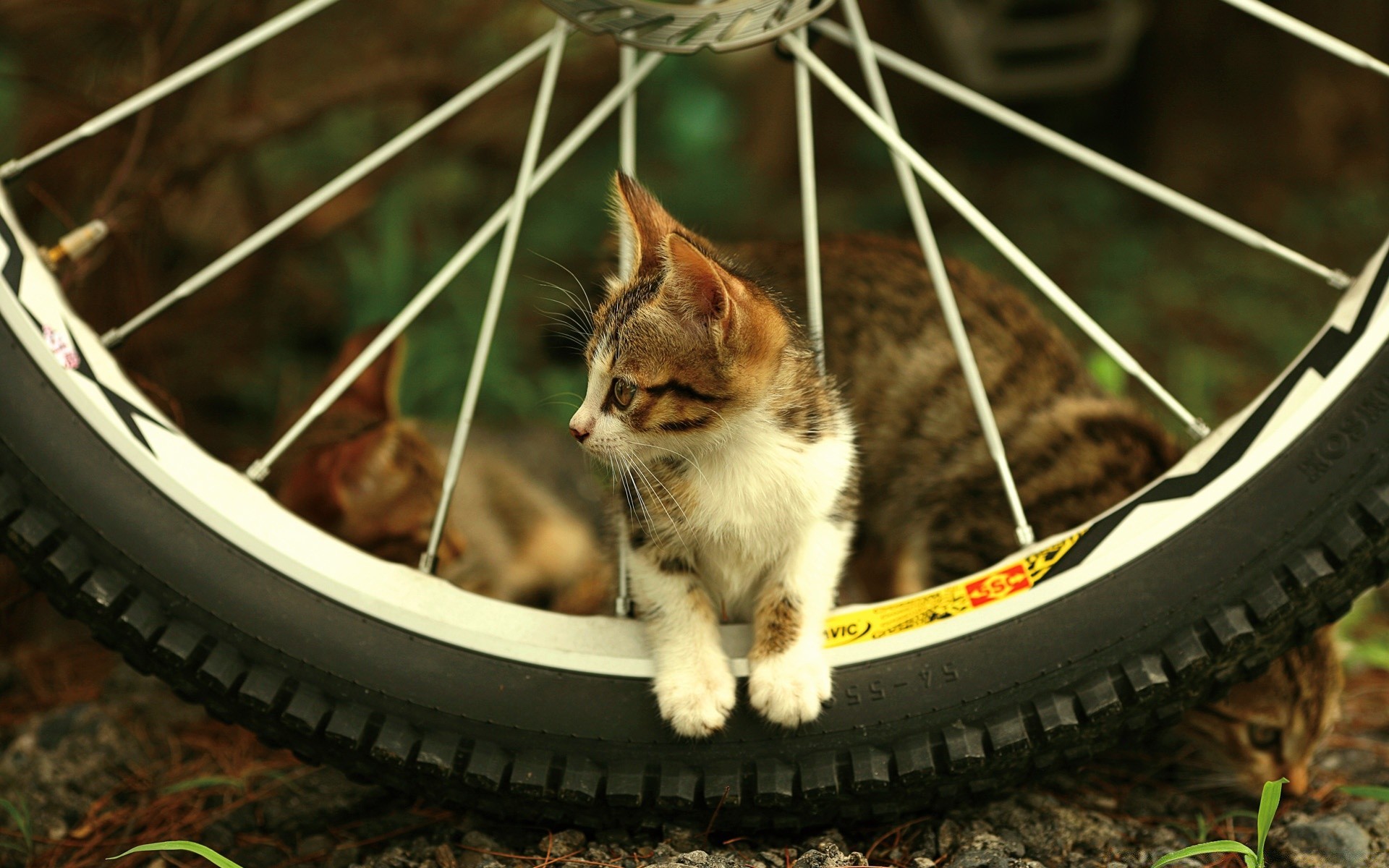 gatos fofa pequeno gato mamífero