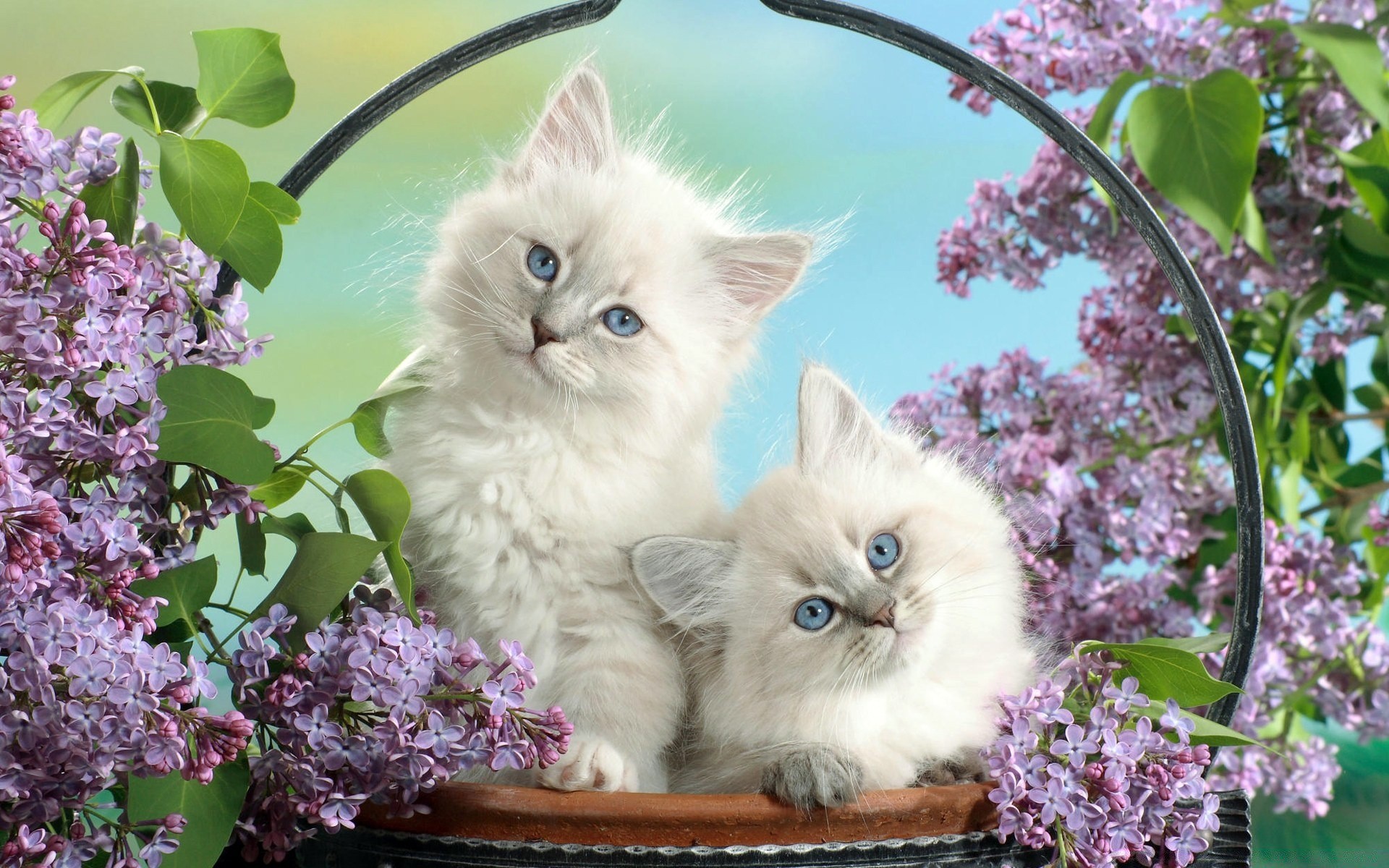 chats fleur nature chat jardin peu belle flore domestique mignon animal